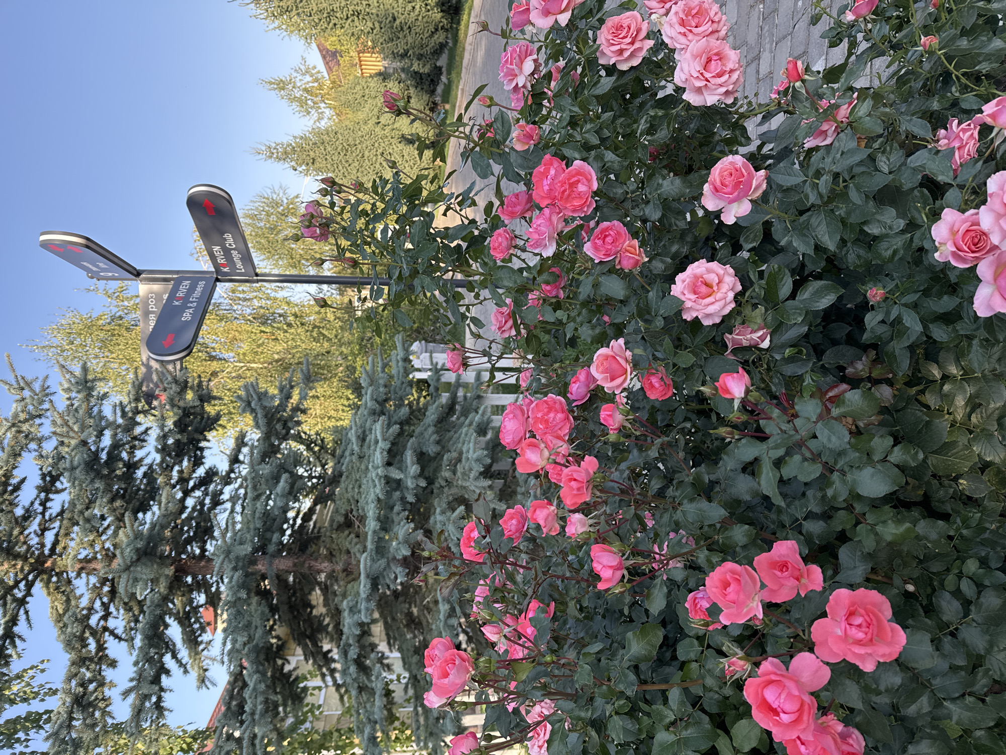 In Sary-Oy, Kyrgyzstan, a vibrant bush of pink roses blooms in the foreground. Behind the roses, a tall blue spruce tree stands beside a white picket fence. To the right of the tree, a directional signpost indicates "K RVEN SPA & Fitness" and "K RVEN Lounge Club". The scene is bathed in the warm light of what appears to be late afternoon or early morning, casting long shadows and highlighting the rich colors of the flowers and foliage. The environment suggests a well-maintained outdoor area, possibly a resort or a residential complex, with paved pathways and other evergreen trees in the background. The sky is a clear, bright blue. There are no people visible in the image.