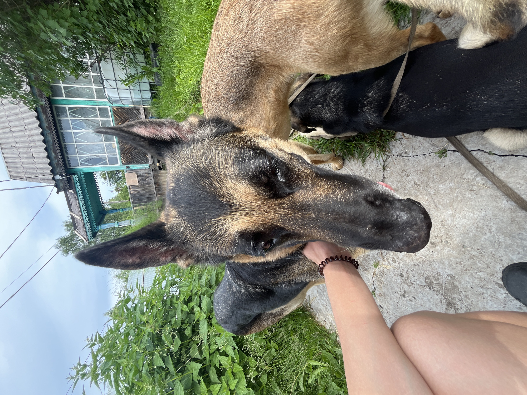 In Nizhny Tagil, Russia, an outdoor, ground-level view captures three dogs and a human arm. The foremost dog, a German Shepherd, is positioned centrally, its head and upper body dominating the foreground. A human arm, adorned with a dark, coiled bracelet, extends from the left, lightly touching the German Shepherd's face. To the right of the German Shepherd, a tan-colored dog is visible, its head obscured by the German Shepherd. Partially beneath the tan dog, a black and tan dog with a harness and leash is visible. The dogs are standing on a cracked concrete surface, bordered by lush green grass and foliage. In the background, a rustic, weathered wooden house with blue trim and white-paned windows stands, suggesting a rural or suburban setting. The sky above is overcast.