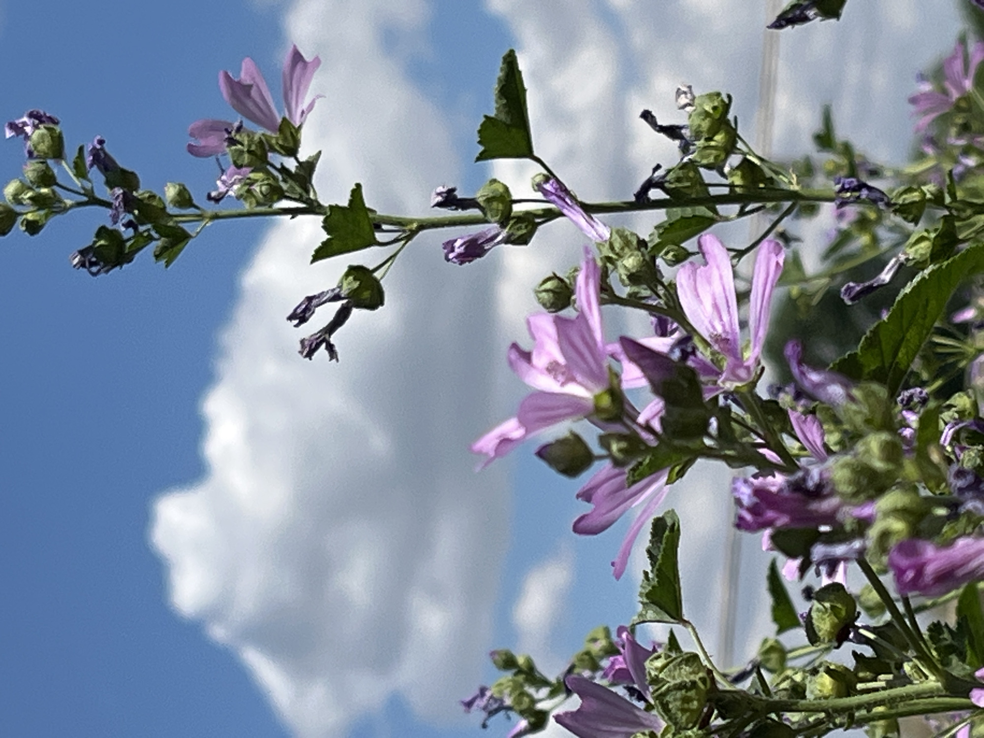 In Krasnyye Barrikady, Russia, this close-up shot captures a cluster of delicate purple flowers against a vibrant blue sky dotted with fluffy white clouds. The flowers, with their distinctive five petals, appear to be common mallow (Malva neglecta). They are growing on slender green stalks, interspersed with unopened buds and wilting blossoms, suggesting a stage of both growth and decay. The foreground is dominated by these blooms, with some in sharp focus and others slightly blurred, creating a sense of depth. In the background, the expansive sky with its dramatic cloud formations suggests fair weather. The lower portion of the image hints at a natural environment, possibly a meadow or garden, with hints of green foliage. The overall scene evokes a feeling of nature's transient beauty under a bright, clear sky.