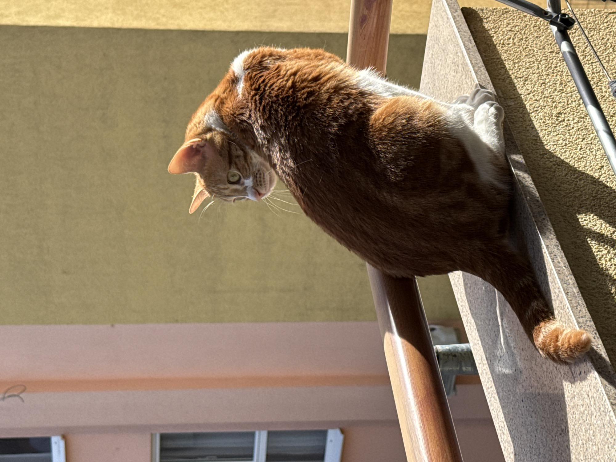 An orange and white cat is perched on the side of a staircase or balcony railing, looking down. The staircase is made of light-colored stone or concrete and has a wooden railing. The background shows a building with light-colored walls and windows, suggesting an urban environment. The overall composition and colors suggest the image was taken during the day in a sunny outdoor setting. The photo may have been taken in Bar, Montenegro based on the location.