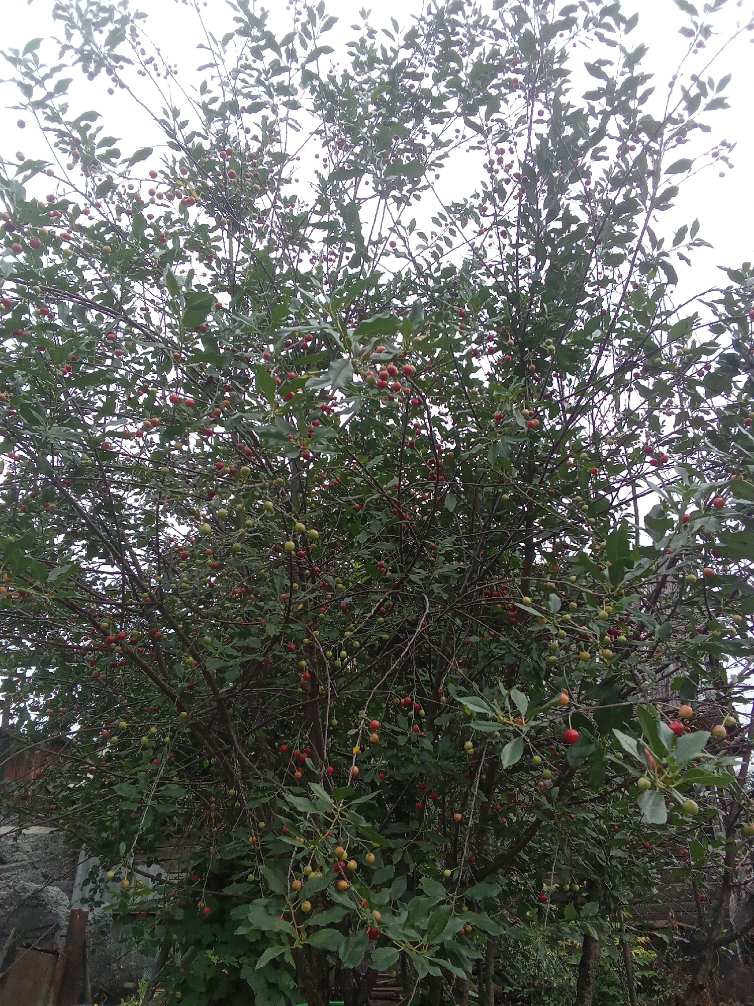 The image shows a cherry tree laden with unripe green and ripe red cherries, with some dark cherries also visible. The tree is dense with leaves and branches, and the sky behind it is overcast. In the background, a stone wall and what appears to be wooden structures are visible, suggesting a rural or semi-urban setting. There is no indication of the specific location within Altai, Kazakhstan in the image itself.