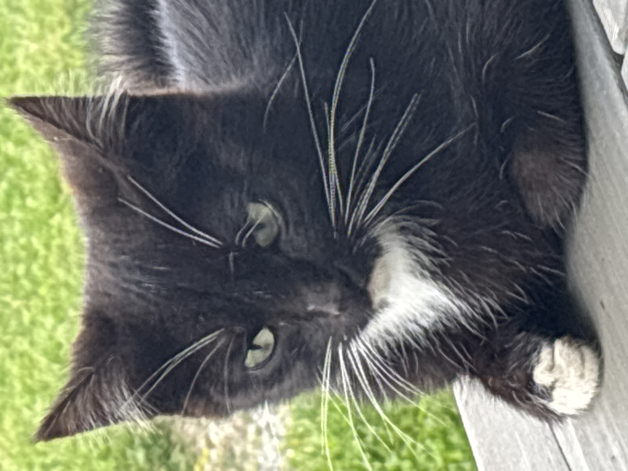A black and white cat is lying on a wooden surface outdoors. The cat has green eyes and a white patch of fur on its chest. Its front paws are visible, with one paw having white fur. The background is blurred green foliage, suggesting a grassy area. The image is a medium close-up of the cat's head and upper body. There are no people or any other animals present in the image. The image is likely taken in Zvenigorod, Russia, as per the instructions, though no specific visual cues in the image confirm this location.