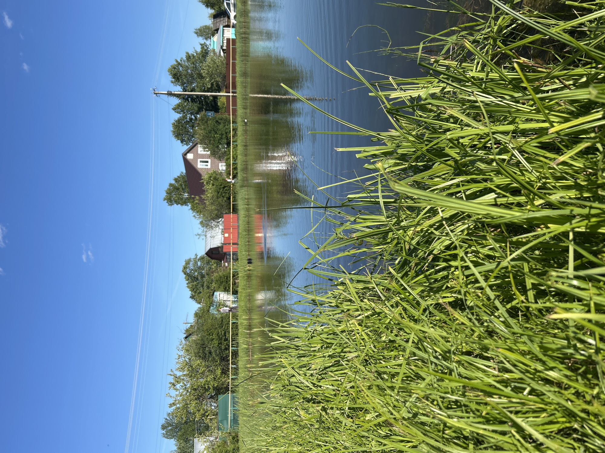 The image depicts a serene outdoor scene at a dacha settlement in Slava Snt, Russia, on a clear, sunny day. In the foreground, lush green reeds and tall grass grow along the edge of a calm body of water, their blades catching the sunlight. The water's surface is smooth, reflecting the bright blue sky and the surrounding environment. Across the water, a fence line is visible, with a yellow ribbon strung along its top. Beyond the fence, several houses are nestled amongst trees. One prominent house is brown with white trim and multiple windows, while other buildings, including a red structure with a silver roof and a green-roofed shed, are also present. Trees with dense green foliage dot the landscape, and a utility pole with wires stands to the right. The sky is a vibrant, cloudless blue, with a few faint white clouds high up. The overall impression is one of a peaceful, rural summer day in a Russian dacha community.