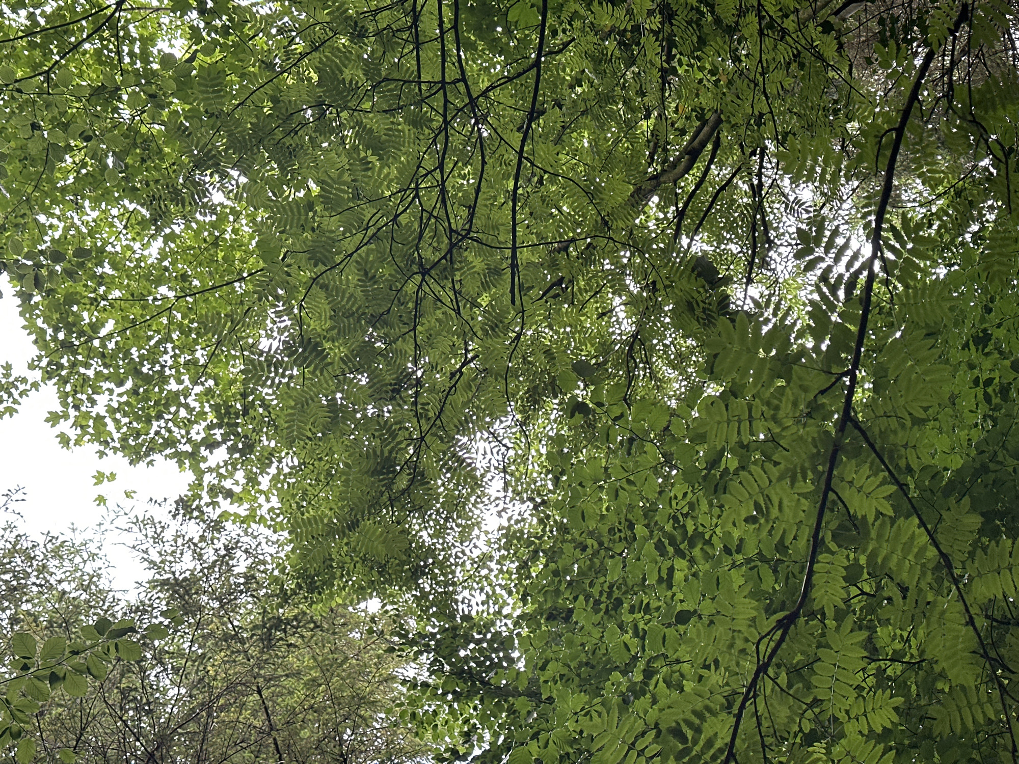An upward view from a low angle shows a canopy of green leaves and branches against a bright, overcast sky. The foliage is dense and forms a layered pattern, with sunlight filtering through in places. The leaves appear to be from multiple types of trees. The scene is devoid of human presence. The image depicts a natural setting within the grounds of Castlecomer Demesne, County Kilkenny, Ireland.
