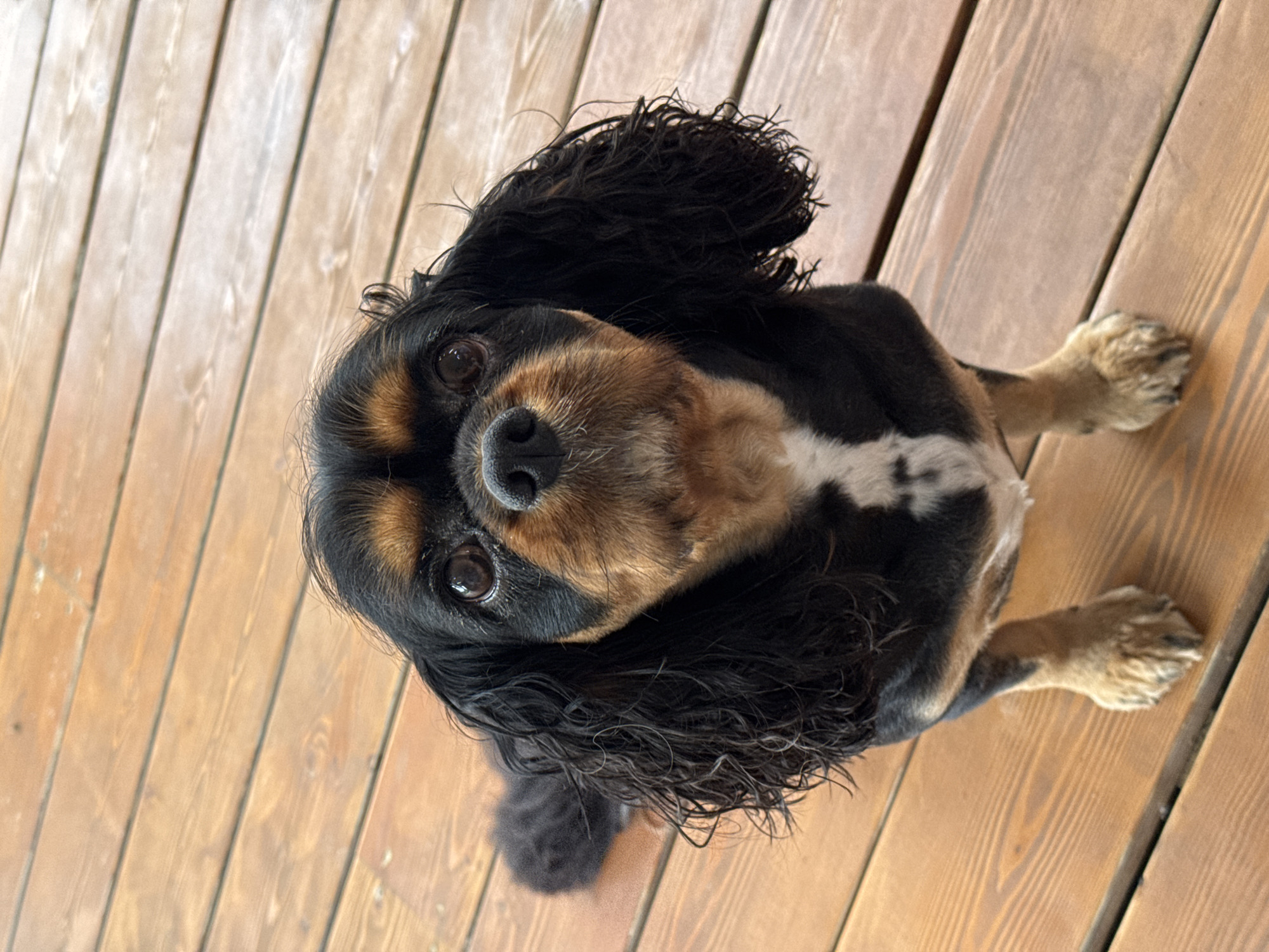 A close-up, eye-level shot shows a Cavalier King Charles Spaniel sitting on a weathered wooden deck. The dog faces the camera with its head tilted slightly, its dark brown eyes prominent. Its fur is a mix of black and tan, with a white blaze on its chest. The dog's ears are long and wavy, framing its face. The background consists of parallel wooden planks, indicating an outdoor setting, possibly a porch or patio. The lighting suggests it is daytime, with natural light illuminating the scene. The specific location of Andriankovo, Russia, is not determinable from the visual information provided.