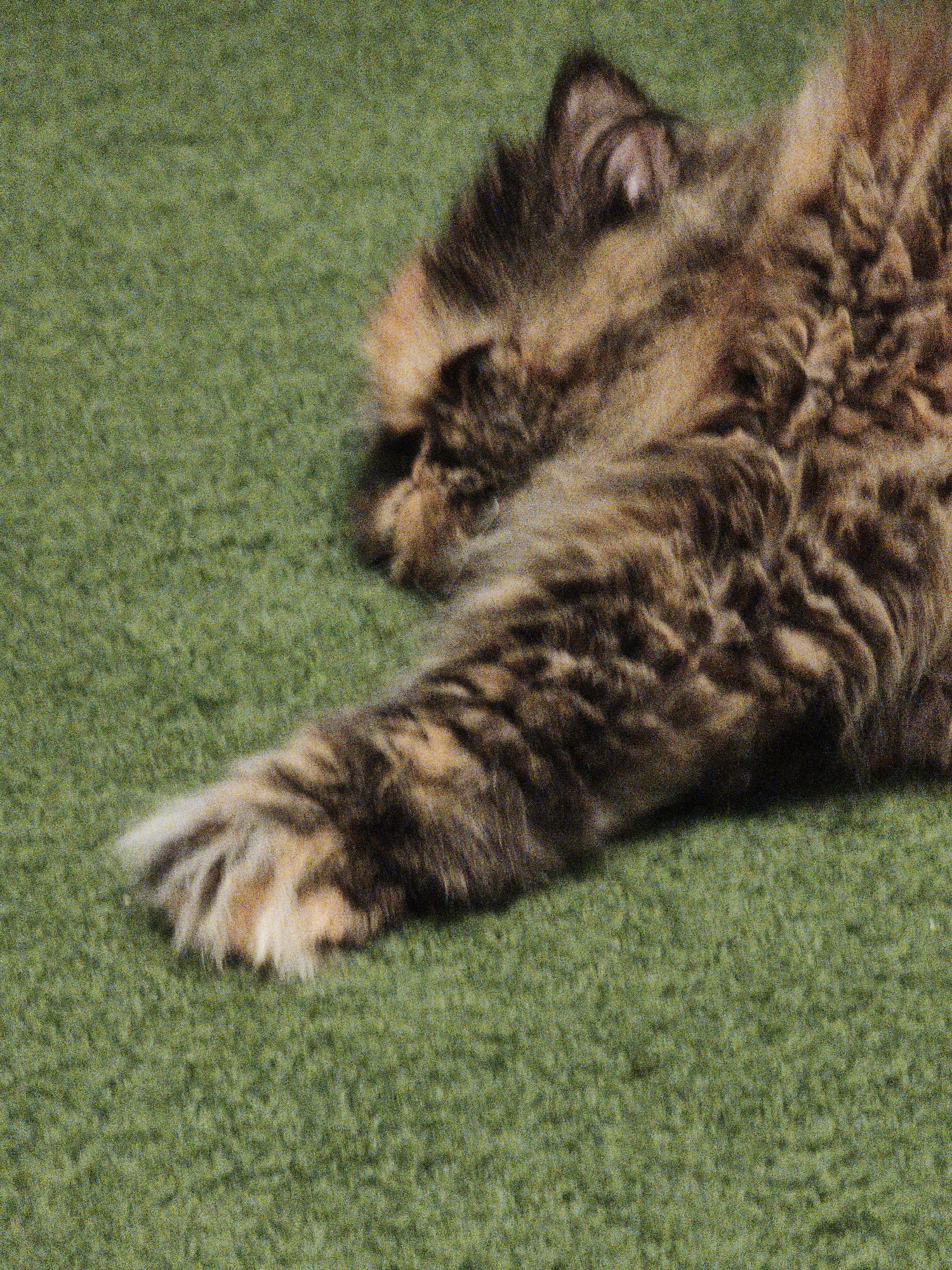 A close-up, slightly grainy shot shows a long-haired cat lying on a green surface, likely artificial turf. The cat is primarily brown with darker tabby markings and some lighter orange or tan patches. Its fur is fluffy and appears to be lying flat against the surface. The cat's head is visible on the left side of the frame, with one ear pointed up. The rest of its body extends towards the right, with a paw clearly visible in the foreground. The background is an out-of-focus blur of the same green surface. The lighting is even, suggesting an outdoor or well-lit indoor environment. No people or other animals are present. The scene is devoid of any contextual details that would indicate a specific city or location.