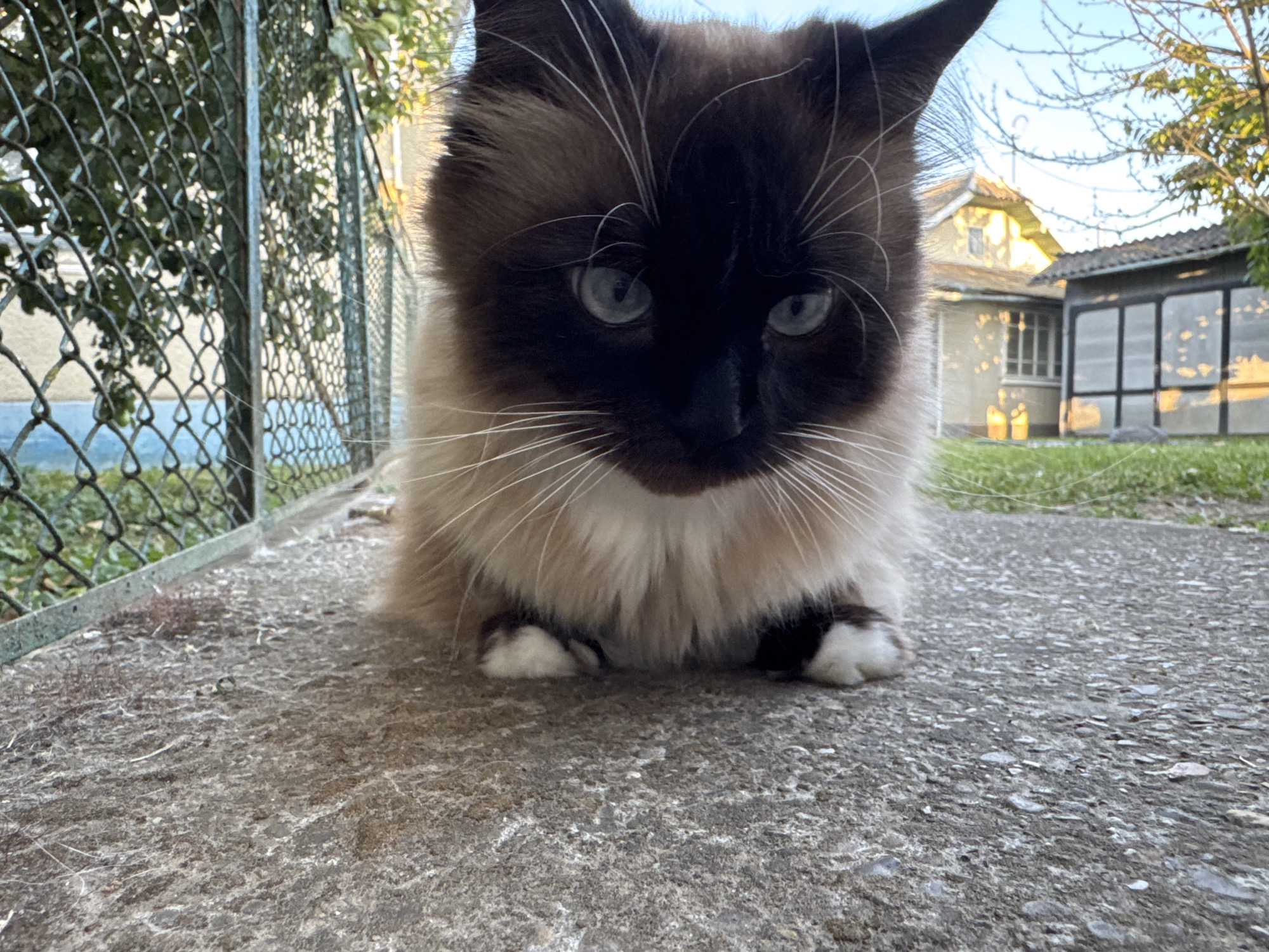 A low-angle, medium shot captures a fluffy Siamese cat with striking blue eyes sitting on a rough concrete surface. The cat's fur is a mix of brown and cream, with distinct dark brown markings on its face and ears, and white paws. Its whiskers are long and white, fanning out from its muzzle. Behind the cat, a green chain-link fence runs along the left side of the frame, partially obscured by lush green foliage. The background features a house with a yellow facade and a darker-colored outbuilding with glass panels. Sunlight casts dappled shadows on the ground and illuminates the scene, suggesting it is late afternoon or early morning. The environment appears to be a residential backyard.
