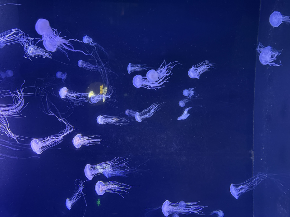 The scene depicts an aquatic display tank located at the Qingdao Polar Ocean World in Shinan District, Qingdao, China. Numerous translucent jellyfish, varying in size, are suspended and drifting within the dark blue illuminated water. Each jellyfish exhibits a bell-shaped body and multiple long, thin, trailing tentacles. The background is uniformly dark blue. A faint, circular, illuminated object with illegible text is visible in the upper-mid right section of the tank, likely an informational display or reflection. Minor particulate matter or surface marks are faintly discernible on the tank's interior. No human figures are present.