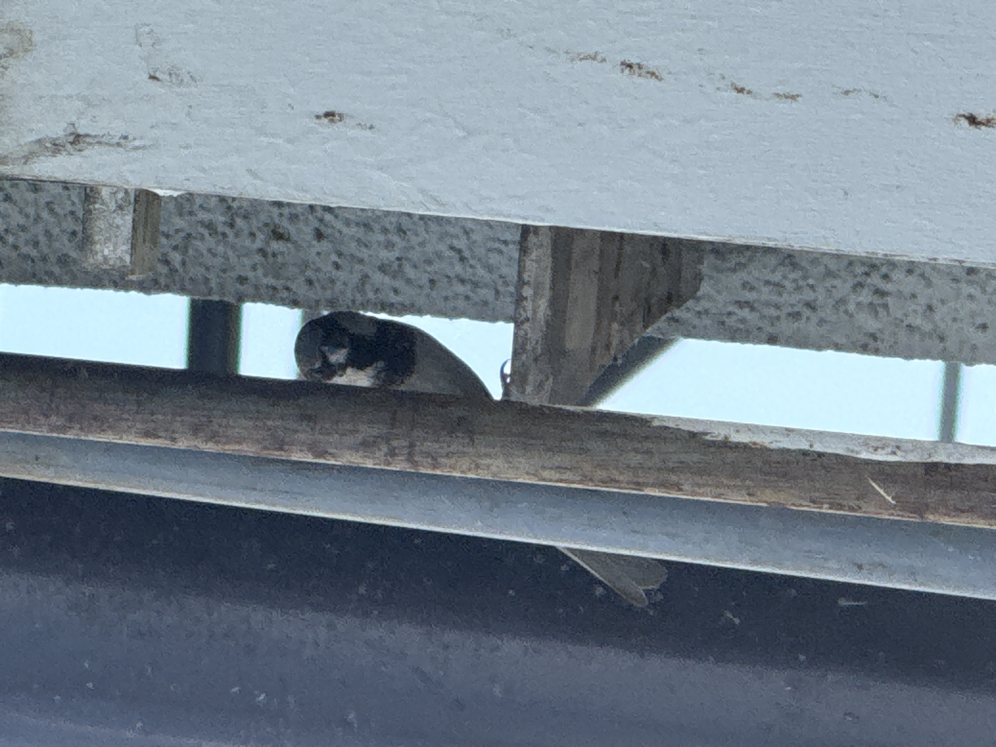 The image shows a close-up of a bird with black and white markings perched on a wooden beam. The bird is partially obscured by a metal structure above it, and its head is turned to the left. The background is a light blue sky, suggesting it is daytime. The overall setting appears to be outdoors, possibly under some sort of shelter or structure. The focus is on the bird, and the surrounding environment is out of focus. The image is likely taken in Tbilisi, Georgia, given the location context. There is no visible text in the image.