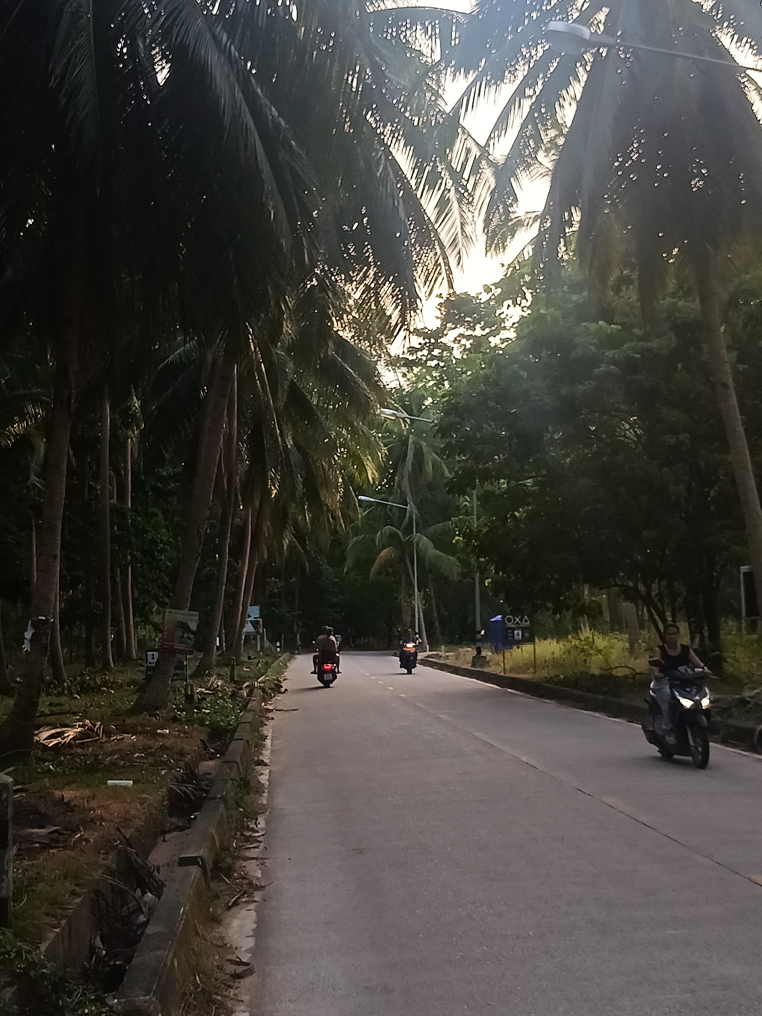 A road in Baan Nai Suan, Thailand, is lined with tall palm trees. Three individuals are riding motorbikes on the road. The sky is visible through the canopy of trees. The light from the sun is muted by the leaves. A drainage ditch runs along the edge of the road.