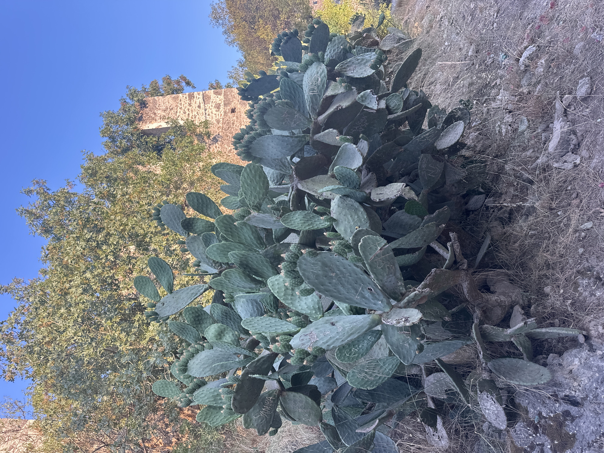 This is an outdoor, eye-level, vertical-orientation medium shot of a prickly pear cactus. The cactus fills the majority of the frame, with its large, flat pads a muted green. Some of the pads have small fruits growing from them. There are faint, carved initials and names on some of the cactus pads, suggesting human interaction with the plant. Behind the cactus, to the left, is a large tree with dense foliage. Further back and to the left, a stone structure, possibly a ruin or an old building, is visible against a clear blue sky. The ground around the cactus is dry and rocky, with sparse, light-colored grasses. The lighting suggests it is daytime, likely morning or afternoon, given the clear sky and shadows. The scene appears to be in a natural, arid environment. There is no clear indication of specific activity or event taking place, beyond the presence of the cactus and the hints of past human markings on its surface. The overall mood is one of natural growth and resilience in a somewhat rugged environment. The visible text includes "SAMIRA" and other indistinct initials and markings.