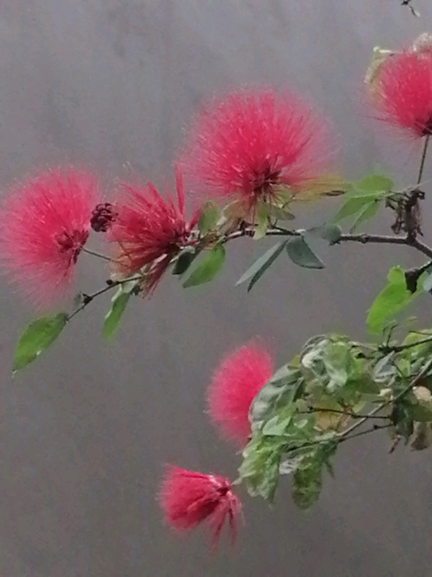 In the district of Ubud, Indonesia, a branch of a Calliandra haematocephala, commonly known as the powderpuff tree, is captured against a muted, grayish background. The tree is adorned with several vibrant pink flowers, each resembling a fluffy powderpuff. Some flowers are fully bloomed, showcasing their delicate, thread-like stamens, while others appear to be in various stages of development. A few green leaves are scattered along the branch, providing a subtle contrast to the bright blossoms. The lighting suggests an overcast day or a shaded area, as there are no strong shadows and the overall illumination is soft and diffused. The focus is primarily on the flowers and the branch, with the background serving as a simple, unobtrusive backdrop. There are no people or animals visible in the frame.