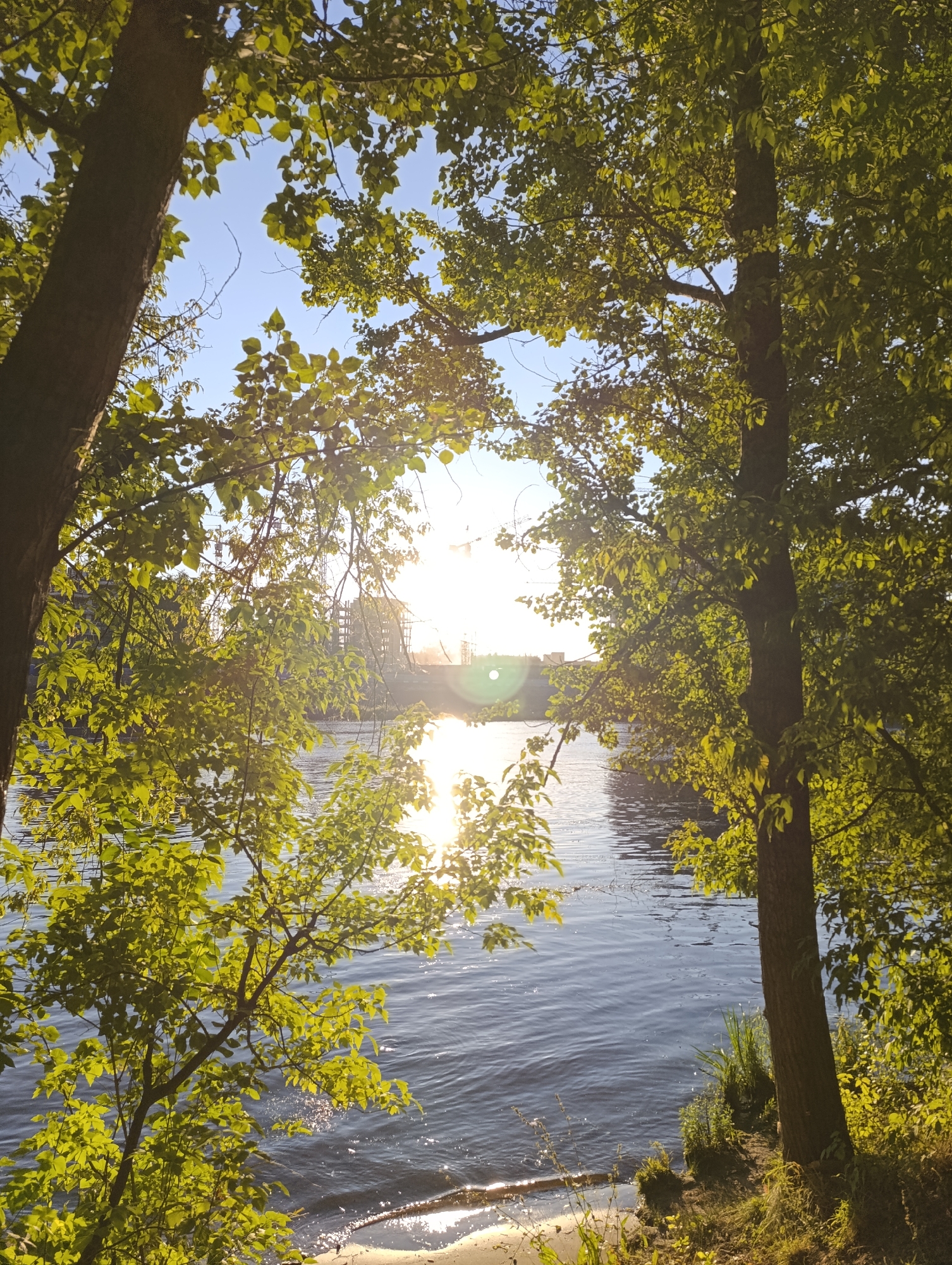 This image depicts a sun-drenched view of a body of water, possibly a river, seen through the leafy branches of trees. The sun is prominently positioned in the background, creating a bright glare and reflecting off the water's surface, causing it to sparkle. In the distance, on the opposite bank of the water, there appears to be a construction site with cranes and buildings under development. The foreground is dominated by the trunks and foliage of trees, with lush green leaves filtering the sunlight. The water's edge in the foreground is a sandy or pebbly shore. The overall scene is natural and serene, with a hint of urban development on the horizon.