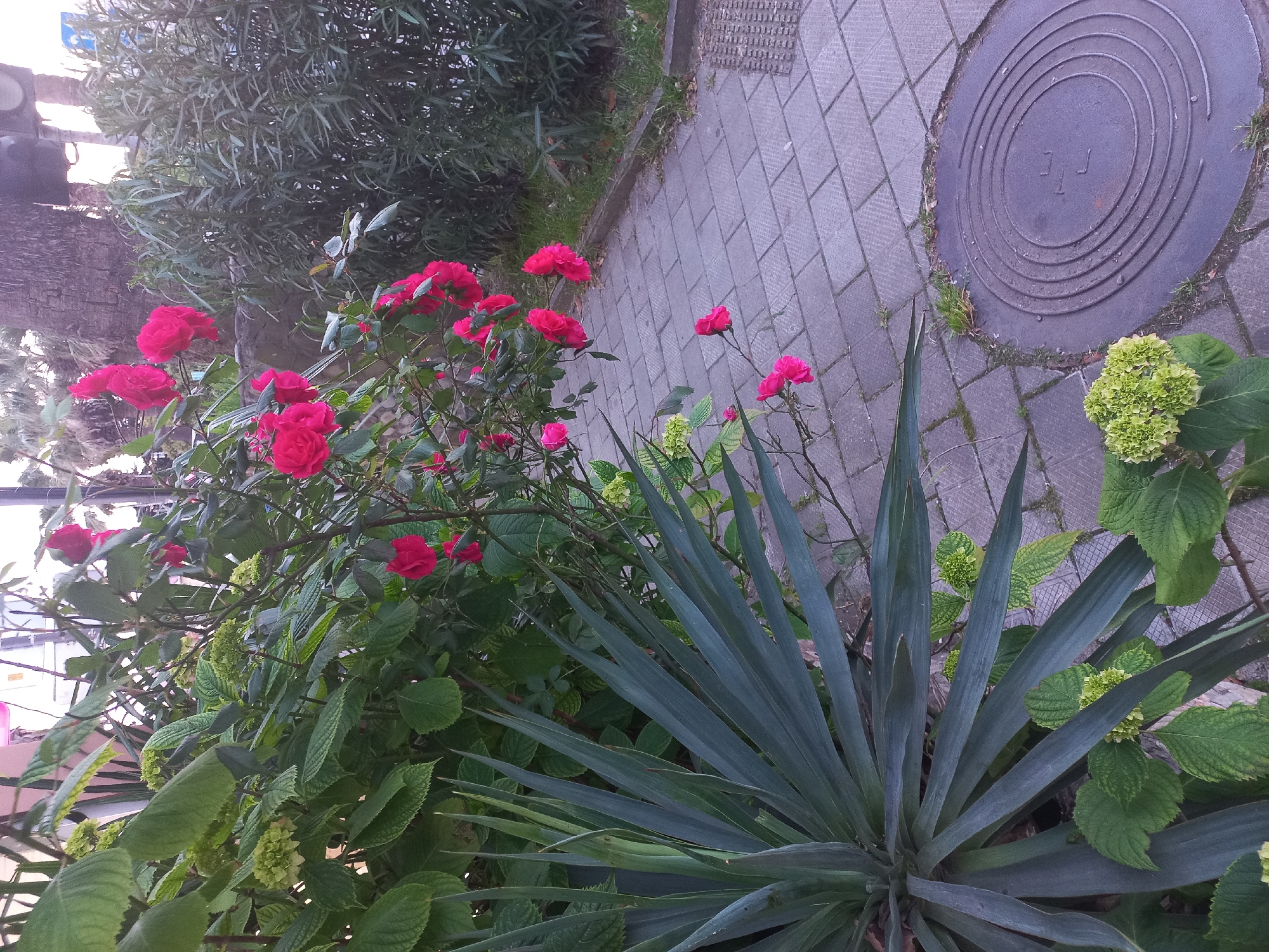 The image depicts a roadside garden in Sochi, Russia. A brick sidewalk borders the garden, and a manhole cover is visible on the sidewalk. The garden features a variety of plants, including red roses, unripe hydrangea blossoms, and a yucca plant. The scene is captured in natural light.