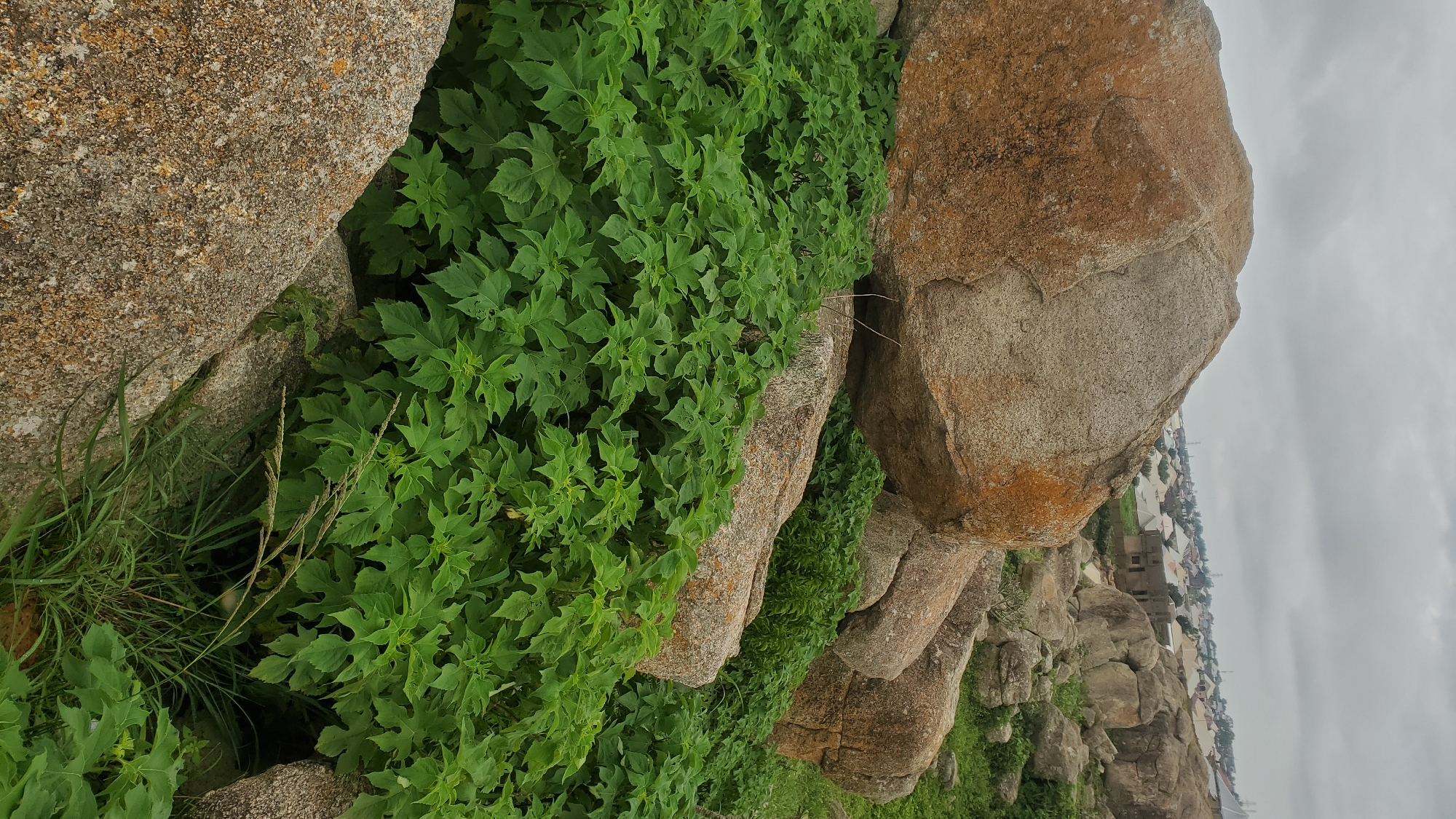 This image depicts a rocky, overgrown landscape with a town in the background, likely located in Jos, Nigeria. Large, weathered boulders, some with reddish-orange lichen, dominate the foreground. Lush green foliage, including broad-leafed plants and tall grasses, grows densely between and around the rocks. In the distance, a densely populated area with various buildings, some appearing under construction, and utility poles is visible under a cloudy sky. The overall impression is one of a semi-urban area encroaching on a natural, rocky terrain.
