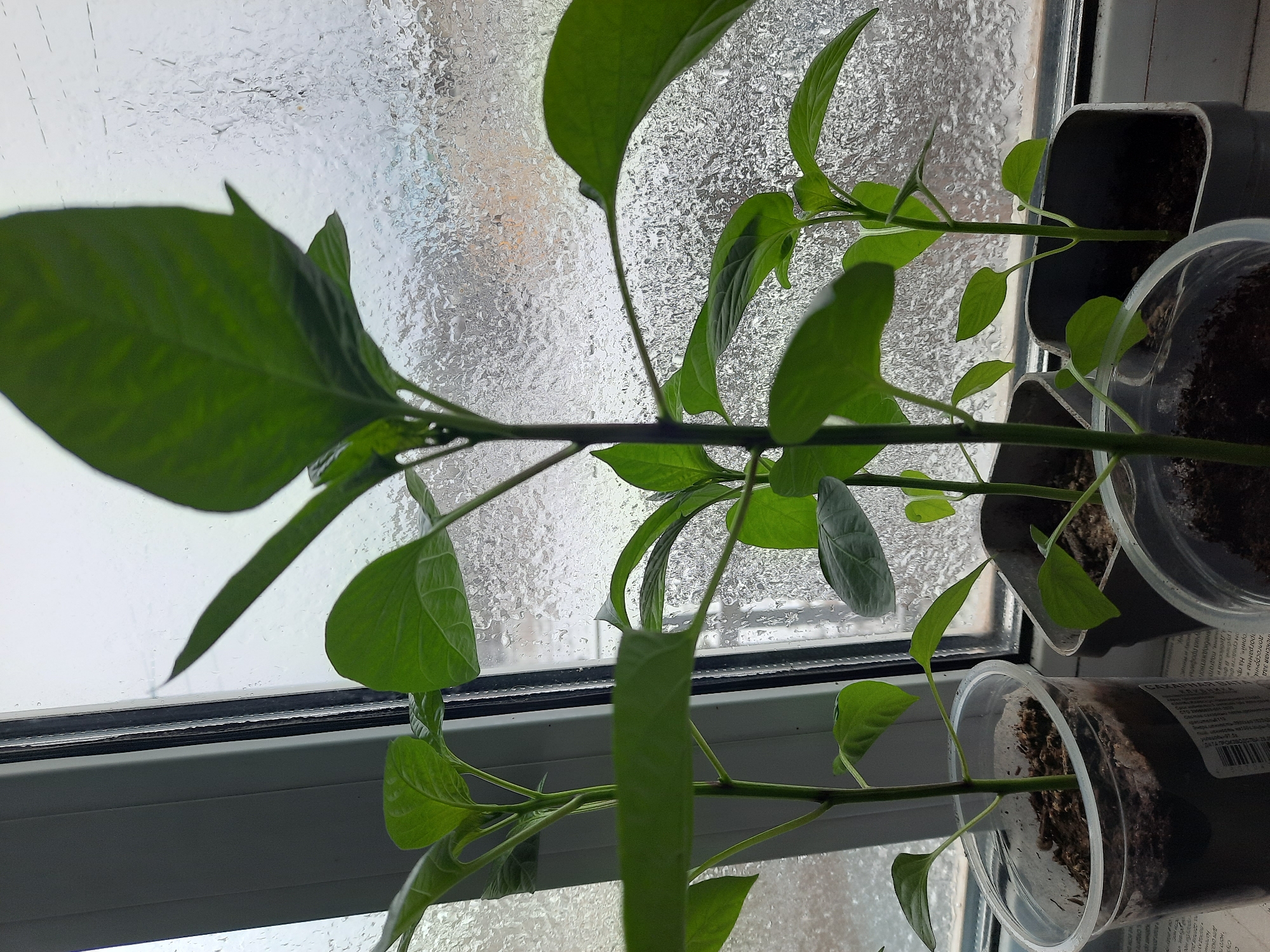 The image shows several pepper plants in plastic pots placed on a windowsill. The windowsill is white and the window behind the plants appears to be covered in condensation, obscuring the view outside. The plants have vibrant green leaves and sturdy stems. The pots contain dark soil. There is some printed text on one of the pots, suggesting it might be repurposed packaging. The location is Krasnogorskoye, Russia.