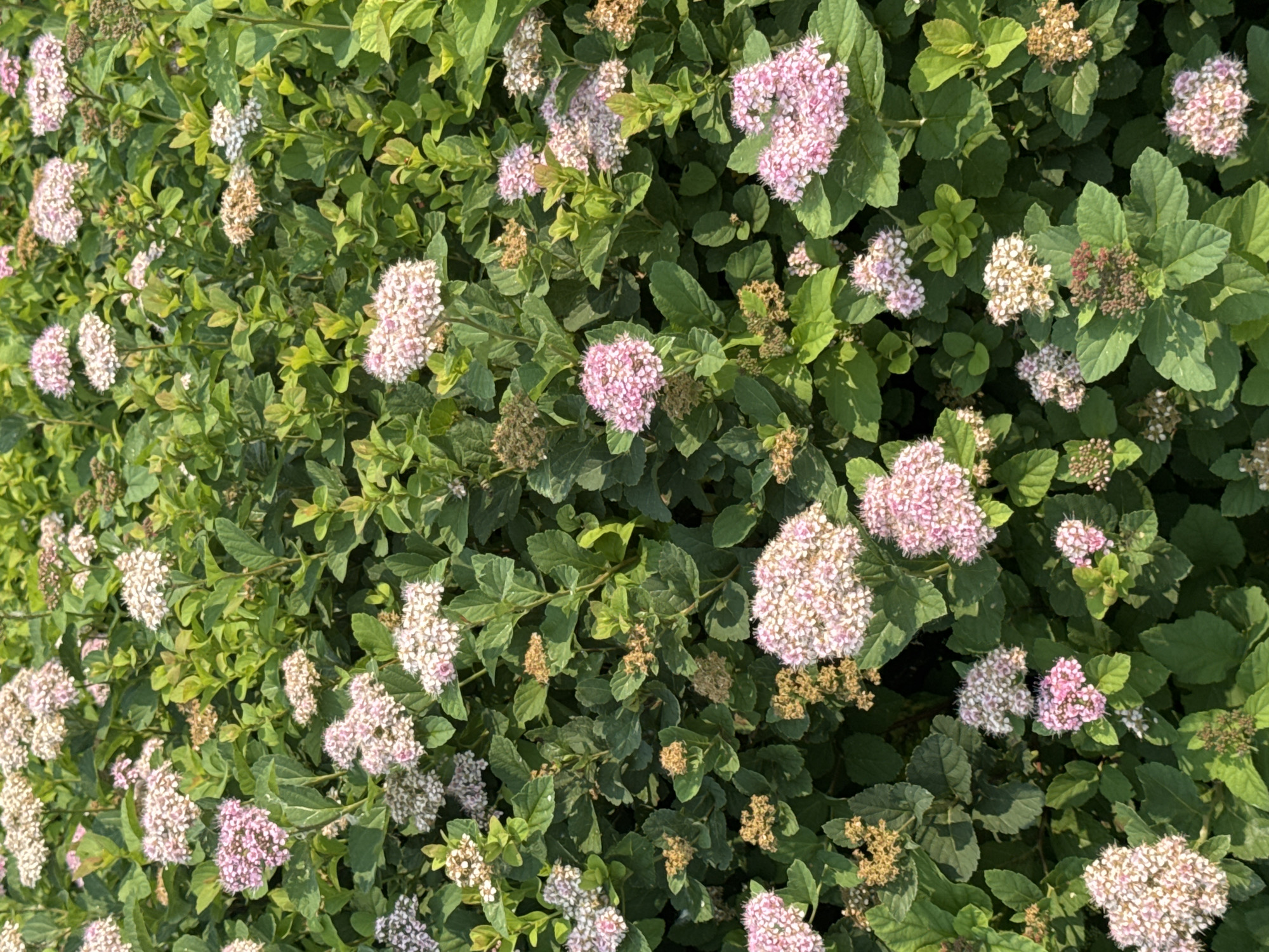 The image is a close-up, full frame shot of a dense shrub with numerous clusters of small, pink and white flowers and green leaves. The flowers are in various stages of bloom, with some appearing fully open and others as buds. The lighting suggests it is daytime, with sunlight casting shadows on the foliage. There are no people or animals visible in the image. The scene appears to be a natural outdoor environment, likely a garden or park. The location is specified as Barnaul, Russia, but there are no identifiable landmarks or contextual clues within the image to support this specific location.