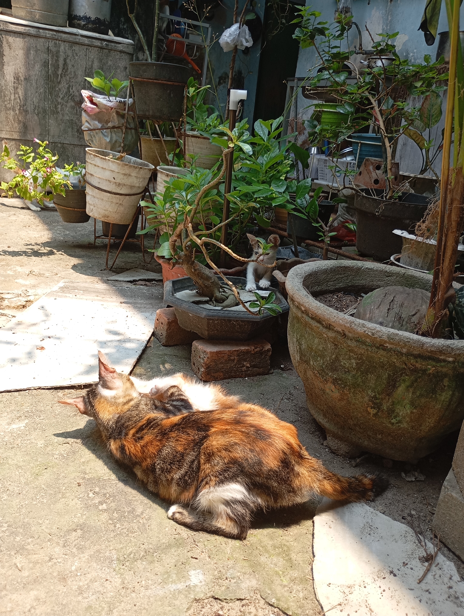 In a residential yard in Balikpapan, Indonesia, bathed in sunlight, a calico cat is lying on the ground, basking in the warmth. The cat is positioned on a concrete surface, its head turned to the left, with its ears perked up. Behind the cat, several potted plants are arranged, some on stands and others directly on the ground. In the background, a weathered wall is visible. Further back, a smaller kitten sits near a planter. The scene depicts a relaxed, everyday moment in an outdoor domestic setting.