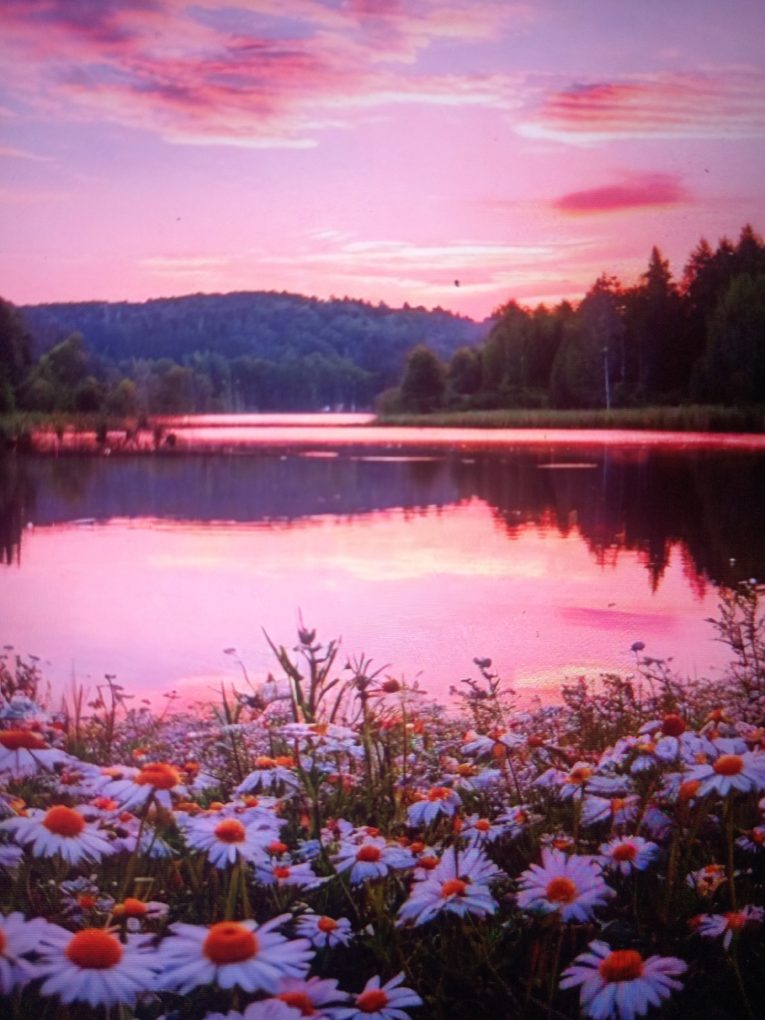 This is a landscape photograph featuring a lake reflecting a vibrant pink and purple sunset sky. The foreground is filled with a dense field of white daisies with bright orange centers. The flowers are in various stages of bloom, with some facing the viewer and others turned away. Their petals are delicate, and their stems are slender, interspersed with green foliage.
Beyond the flowers, a calm lake stretches across the middle ground, its surface mirroring the colorful sky and the dark silhouettes of trees lining its far shore. The trees form a dense forest that covers rolling hills in the background, creating a sense of depth and a natural, rural setting. The sky is filled with wispy clouds, painted in hues of pink, purple, and orange, indicating it is either sunrise or sunset. The overall mood of the image is peaceful and serene, evoking a sense of natural beauty and tranquility. There are no people or text visible in the image.