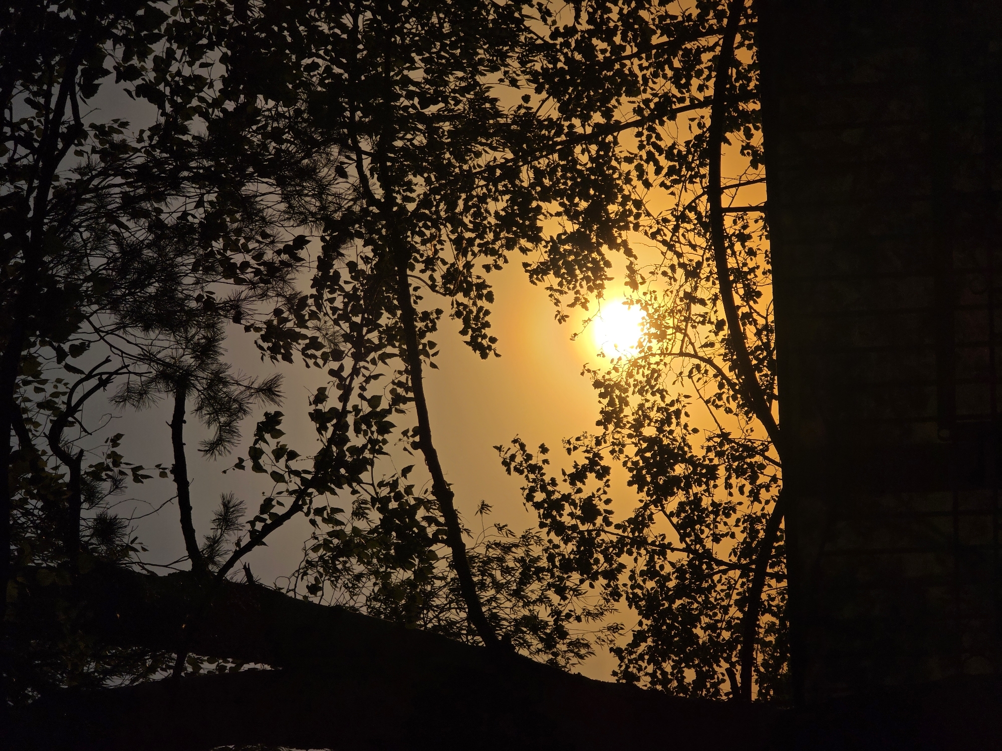 The image captures a silhouetted view of trees against a bright, sunlit sky. The sun is partially obscured by the foliage, creating a glowing effect. The location is likely Chaikovsky, Russia, although there are no specific identifiers in the image to confirm it. The predominant subjects are the trees and the sun. The action is implied through the position of the sun setting or rising. There are no people visible in the frame. The environment appears to be a forest or wooded area.