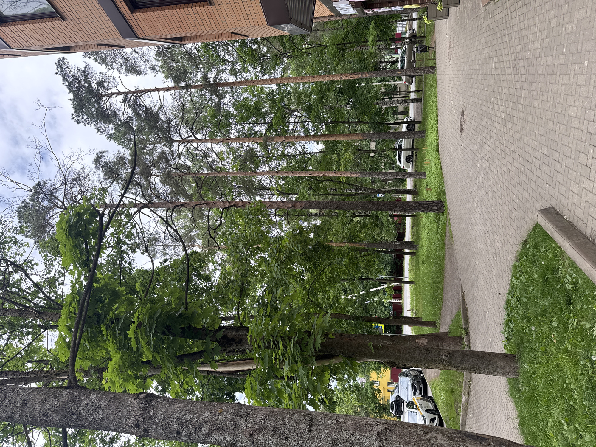 A paved walkway leads to a brick building on the right side of the frame. Tall trees, including pine trees and deciduous trees, are densely packed along the walkway, with some of their branches extending over the paved area. A grassy area with scattered dandelions is visible between the walkway and a street on the left. Several cars are parked along the street, including a white sedan with yellow markings and a dark SUV. A yellow building is visible in the background. The sky is overcast.