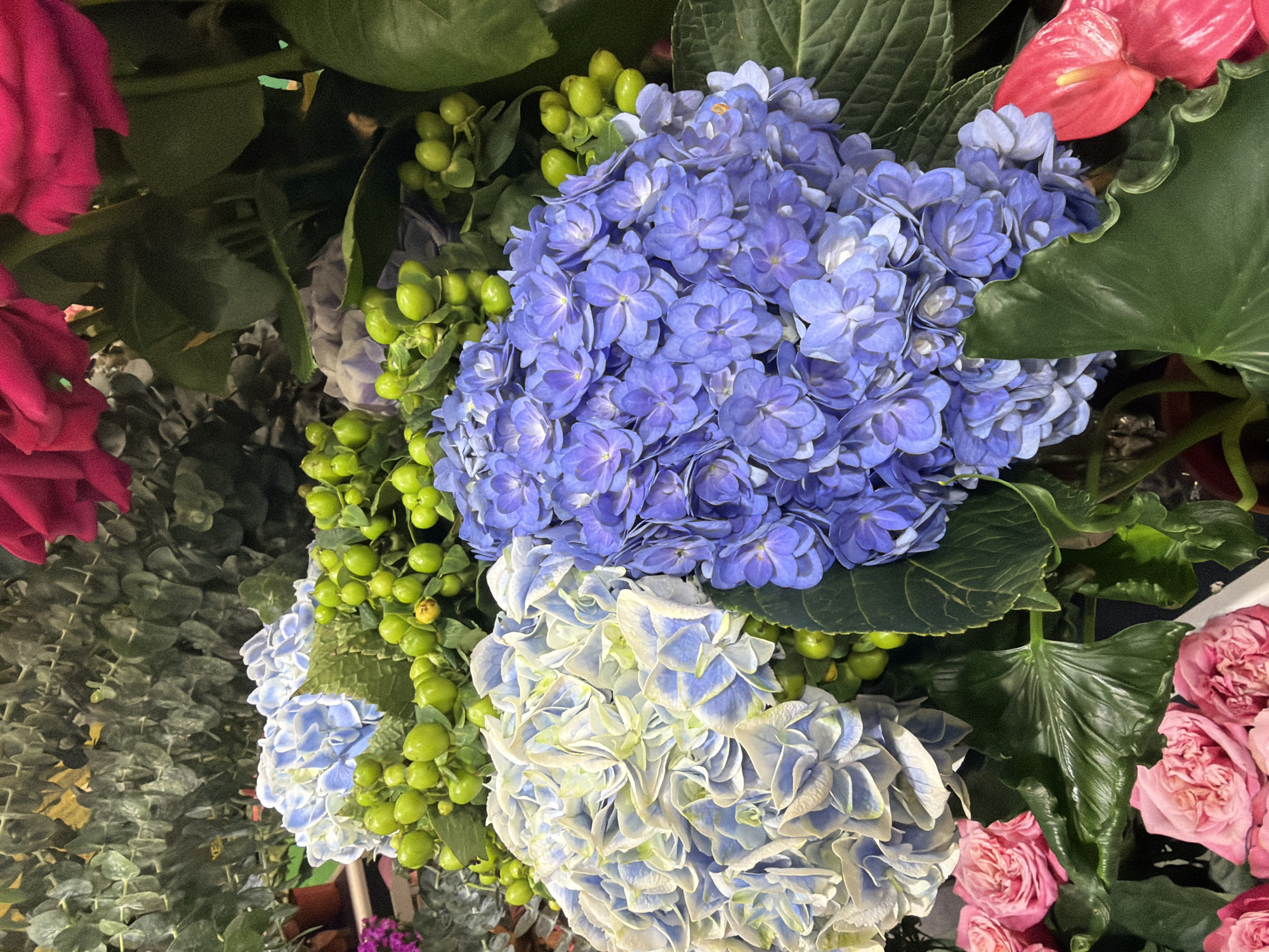 The image shows a close-up view of a bouquet of flowers. Dominating the scene are two large clusters of hydrangeas. The upper cluster exhibits a vibrant blue hue, while the lower cluster displays a mix of light blue and white shades. Interspersed among the hydrangeas are green berries on stems. Red roses and green foliage surround the bouquet. The photo was likely taken indoors in Haizhu District, China.