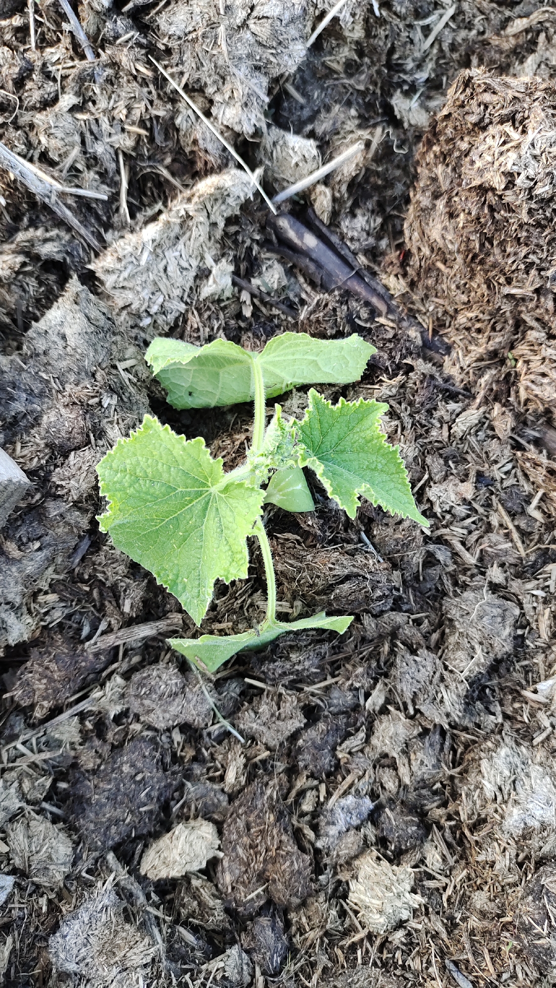 A close-up, overhead shot shows a small cucumber plant seedling growing in compost. The seedling has two cotyledon leaves and two sets of true leaves, with serrated edges. It is planted in dark, rich compost with visible straw and other organic material. The background is filled with compost. There are no people or animals visible in the image. The location is not specified in the image.