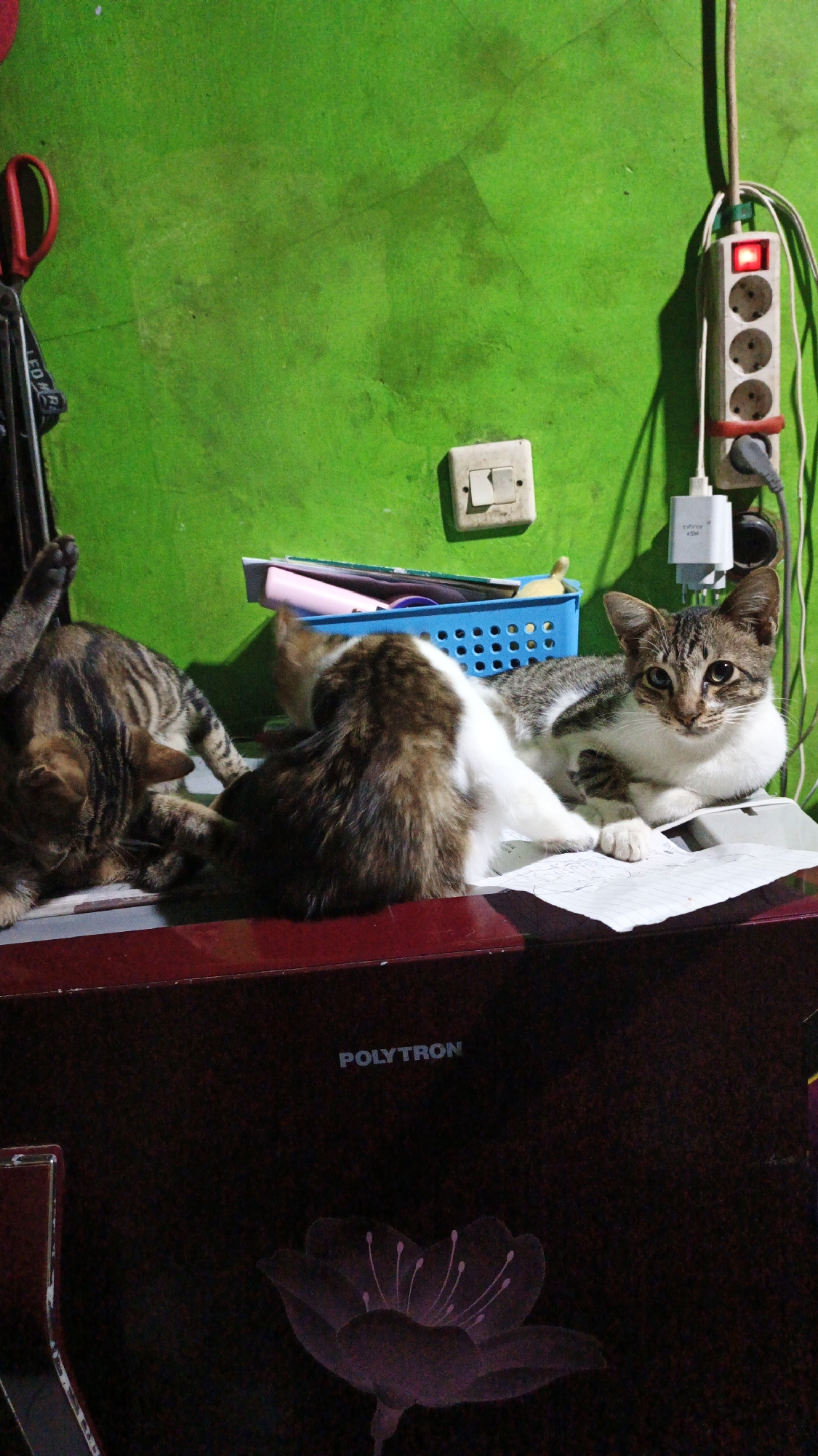 The image shows three cats on a dark red surface in front of a bright green wall. The cat on the left is lying on its back with its legs in the air. A second cat, with brown and white fur, is sitting and looking towards the left. The third cat, with tabby markings, is lying down and looking towards the camera. There are several objects in the background, including a white electrical outlet, a power strip with a red light on, and a blue basket containing some items. A pair of red-handled scissors are also visible on the left side of the image. The surface the cats are on has the word "POLYTRON" printed on it and a stylized illustration of a flower at the bottom. The scene appears to be indoors, possibly in a home environment in Gunungreja, Indonesia.