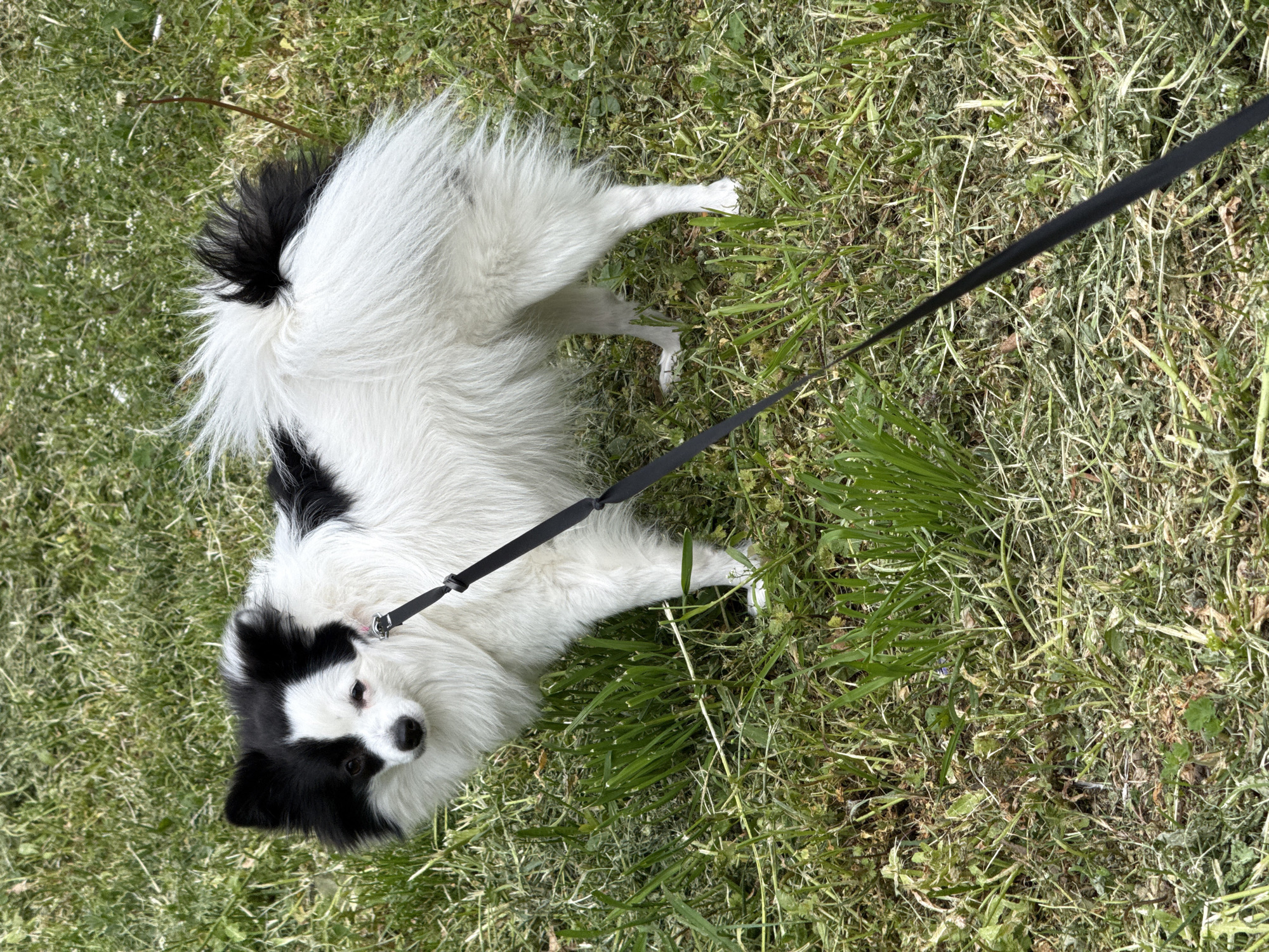 A black and white dog stands on grass, attached to a black leash. The location cannot be determined.