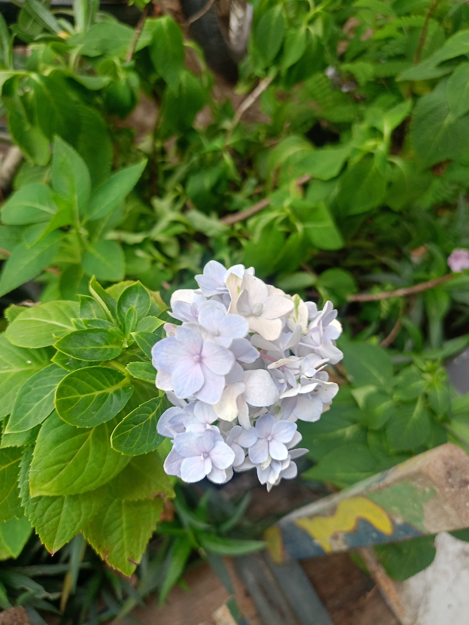 The image shows a close-up of a light purple hydrangea flower blooming amidst green foliage. The setting appears to be outdoors. A wooden object with green, blue, and yellow paint is visible in the bottom right corner. The image was taken in an unidentifiable location of the city Buketteukuh, Indonesia.