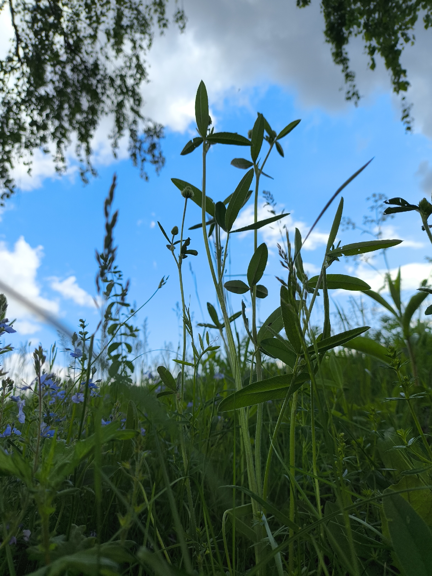 The image depicts a ground-level view of a grassy area, possibly a field or meadow, in Mar'inskoe, Russia. Various types of green grasses and other plants fill the frame, with a few taller plants featuring distinctive elongated leaves extending upwards. In the background, a blue sky with white clouds is visible, partially obscured by tree branches with green leaves, indicating an outdoor location. There are small blue flowers scattered among the grass. No people or animals are visible.