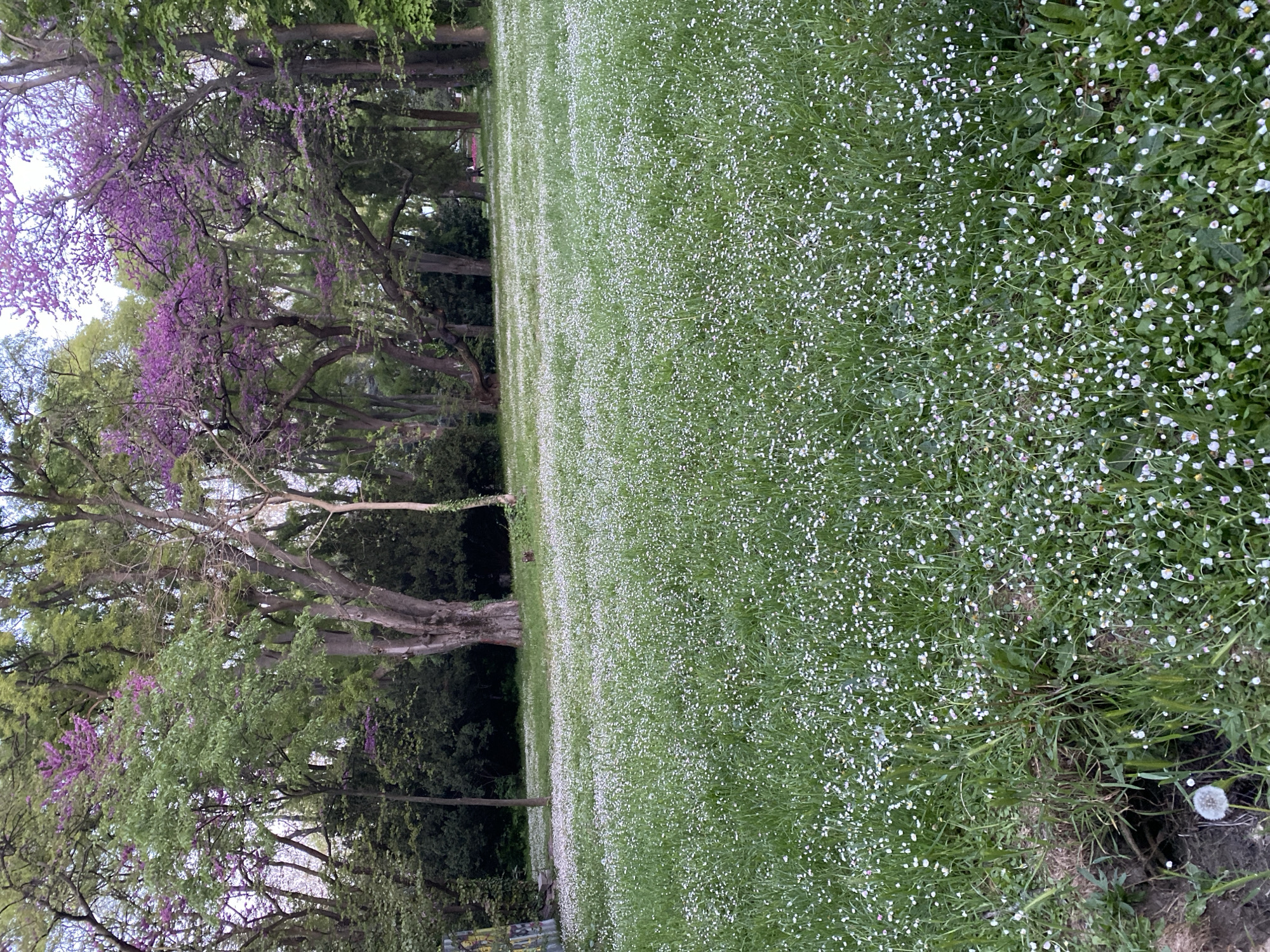 The image captures a vibrant scene in a park in Varna, Bulgaria. A wide expanse of green grass, densely populated with small white flowers, dominates the foreground. To the left, mature trees with lush green and purple foliage form a partial border. The trees' branches create a canopy, providing shade and visual depth to the scene. The background includes additional trees, adding to the park's natural setting. A hint of graffiti is present on an unidentified structure in the bottom left corner of the image, but it is partially obscured. No people, animals, or explicit interactions are visible in the frame.