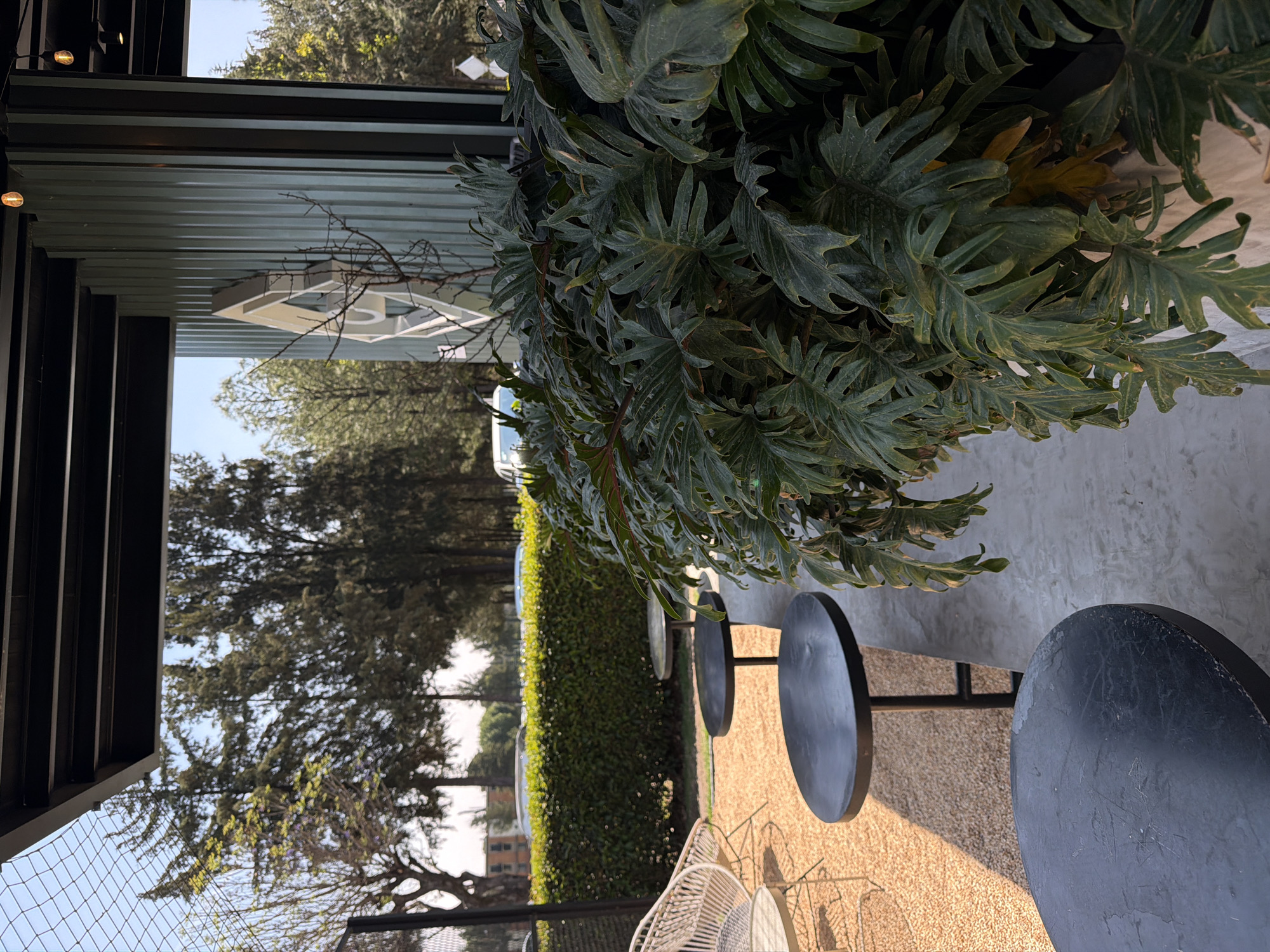 The image shows a cafe or outdoor seating area, possibly in an urban environment. In the foreground are round tables with black surfaces and metal legs, arranged along a textured beige floor. White wicker chairs are partially visible near the tables. To the left, there's a modern building with a metal facade and a window offering a view of trees and a hedge. A large potted plant with broad, lobed leaves dominates the right side of the frame. A sign is partially visible in the window. The scene conveys a relaxed, urban ambiance.