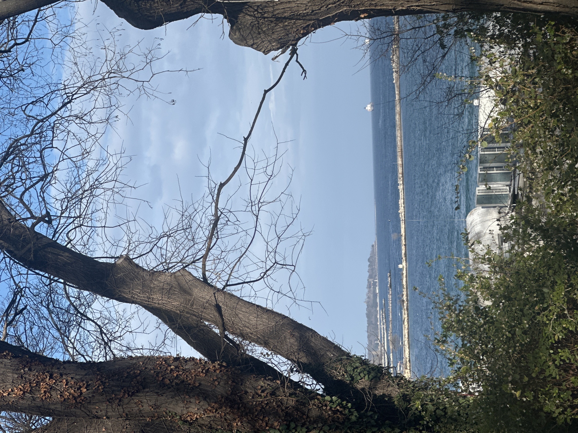 The image displays a panoramic view of Varna Bay in Varna, Bulgaria, observed from an elevated position, likely within the Sea Garden. In the immediate foreground, two large tree trunks, stripped of most leaves, frame the central vista. The left trunk is partially covered in both green ivy and dried brown leaves. Bare, intricate branches extend upwards against a sky that transitions from clear blue to scattered white clouds.
Below the trees, dense green shrubs partially conceal a low-rise, white building equipped with multiple external air conditioning units. Beyond this, the dark blue waters of the Black Sea dominate the midground. A series of stone and concrete breakwaters, forming sections of a harbor, extend horizontally across the bay. A small, white, cylindrical structure, likely a navigation aid or lighthouse, is visible on one of these barriers towards the left.
In the far background, a forested landmass, consistent with Cape Galata, is visible on the horizon, featuring a distant structure atop its elevation. Further out on the open sea, a white cargo ship or large vessel is discernible against the water and sky. The scene is devoid of any individuals, explicit actions, or interactions. The bare trees indicate a late autumn or winter season under clear daylight conditions.