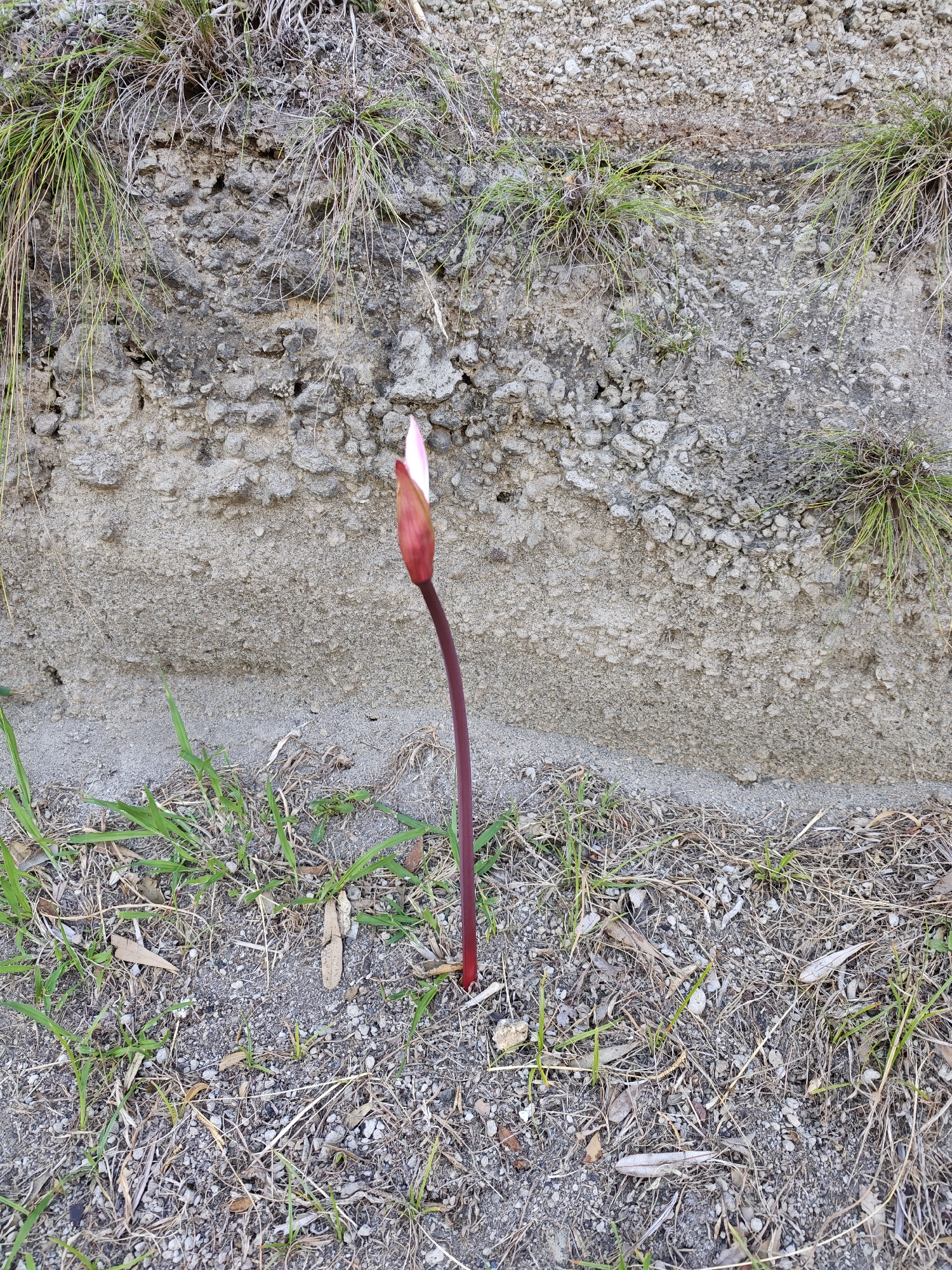 A single, unopened pink and white flower bud on a thin, dark red stem stands upright in dry, gravelly soil. The stem emerges from the ground in the foreground and curves slightly as it ascends. Behind the flower, a rough, gray concrete wall with embedded stones forms the backdrop, partially covered by patches of dry grass and some sparse green blades. The ground is a mix of light brown soil, small pebbles, and dried plant debris. The scene is outdoors, under natural light. The location is identified as Ponta Delgada, Portugal.