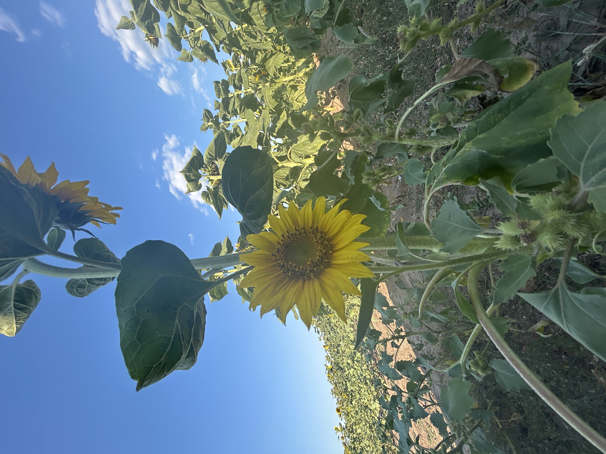 A low-angle perspective captures a field of sunflowers under a bright blue sky with scattered clouds. In the foreground, a single, vibrant yellow sunflower dominates the frame, its petals unfurled and facing slightly to the right. The sunflower's central disk is a rich brown, surrounded by a halo of bright yellow petals. The thick, green stem of this sunflower is textured with fine hairs and is dotted with spiky, green buds. Large, rough-textured green leaves, veined and slightly curled, extend from the stem, some arching over the sunflower head. Behind the primary sunflower, a dense field of sunflowers stretches into the background, with their heads varying in orientation and stage of bloom. Some are fully open, while others are drooping or partially obscured. The ground is a dry, dusty soil with patches of sparse green vegetation and dry leaves. The overall impression is of a sun-drenched, rural landscape in Malyi Trostianets, Ukraine.