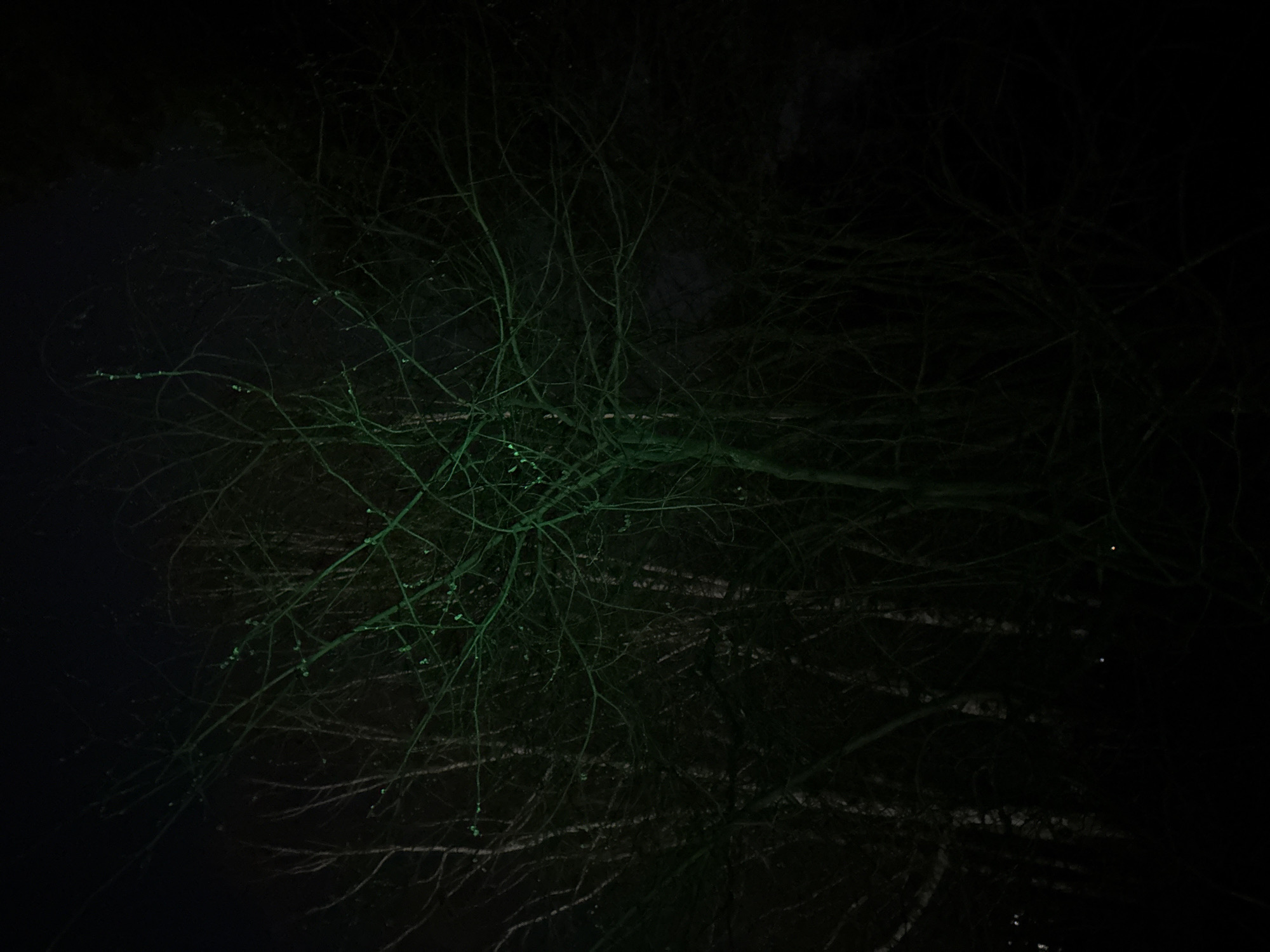 The image shows a dark, nighttime scene with a tree in the foreground. The tree's branches are bare and appear illuminated with a green tint, likely from artificial lighting. The background is dark and indistinct, suggesting an outdoor location in a dimly lit area. No people, subjects, or actions are clearly visible. The environment appears to be a wooded area, potentially within a city park or urban forest. No specifics can be said of its exact location in Chaikovsky, Russia, based on the image.
