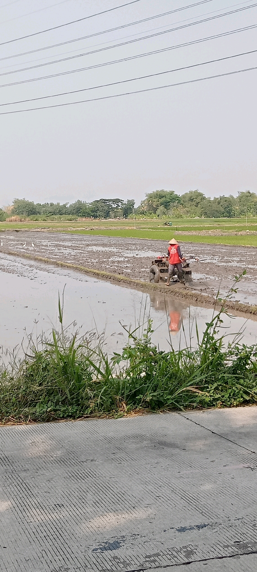 In a rice paddy field in Wonosari, Indonesia, a person wearing a red vest and a conical hat operates a tiller. The field is flooded with water, and the tilled mud is visible. Several white egrets are present in the foreground. In the background, there are rows of green crops and trees. Power lines are visible stretching across the top of the frame. The foreground of the image also shows a concrete surface with parallel grooves, likely a road or pathway. The overall scene depicts agricultural activity in a rural setting.