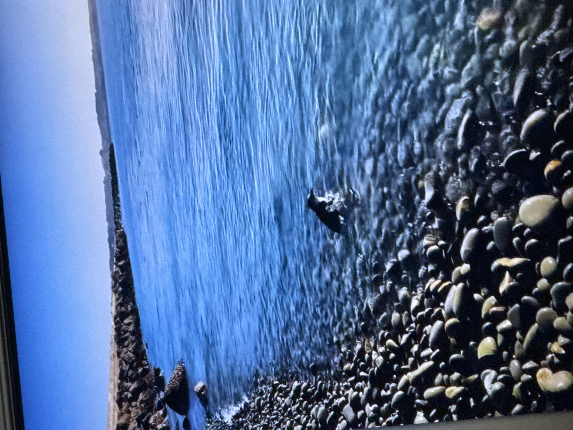 A rocky shore meets the bright blue water of the ocean under a clear sky. A breakwater constructed of large rocks extends into the water from the left side of the image. A single penguin is visible in the water near the shore, partially submerged and facing left. The foreground is filled with smooth, dark, and light-colored pebbles.