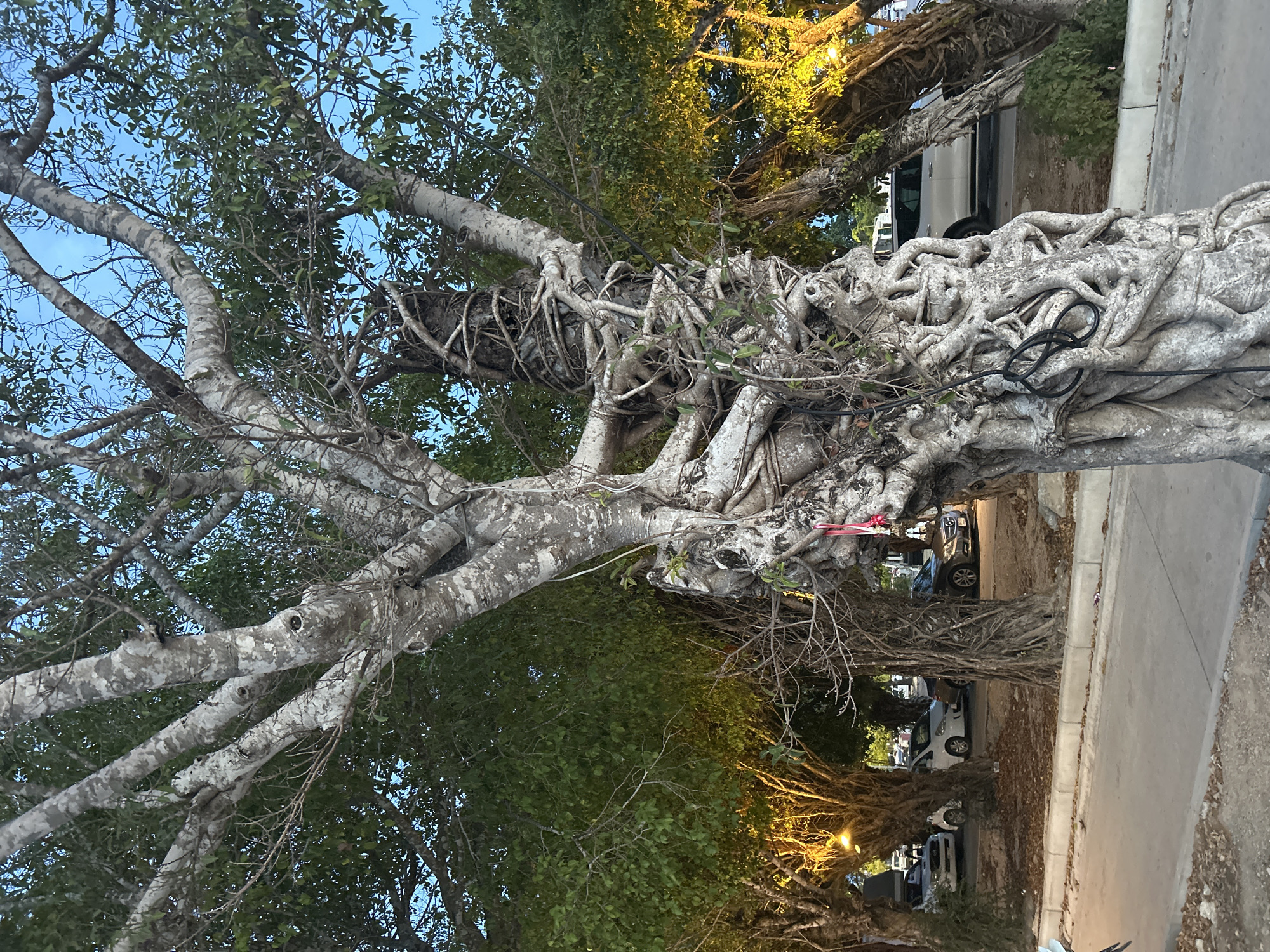 The image depicts a row of mature banyan trees along a street in Thong Sala, Thailand. The trees are characterized by their extensive aerial root systems, which have intertwined and thickened over time to create complex, trunk-like structures. The bark of the trees is a pale gray color. Some of the tree branches are heavily laden with foliage, while others are more sparse. The street is paved and a sidewalk runs along the side. Cars are parked along the street, partially obscured by the trees. Streetlights are visible between the trees, casting a warm glow. The sky is visible in the background, ranging from a deep blue to a lighter blue. Electrical wiring is present along the trees.