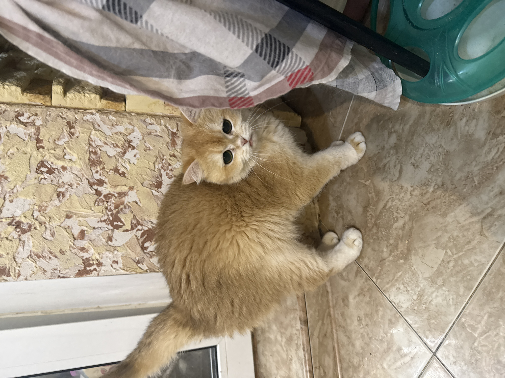 An orange cat with green eyes stands on a tiled floor next to a blanket and a piece of furniture. The cat is facing the camera. The background consists of a textured wall. The scene is indoors and appears to be a domestic setting. There is no information available to determine the location in the city of Dnipro, Ukraine.