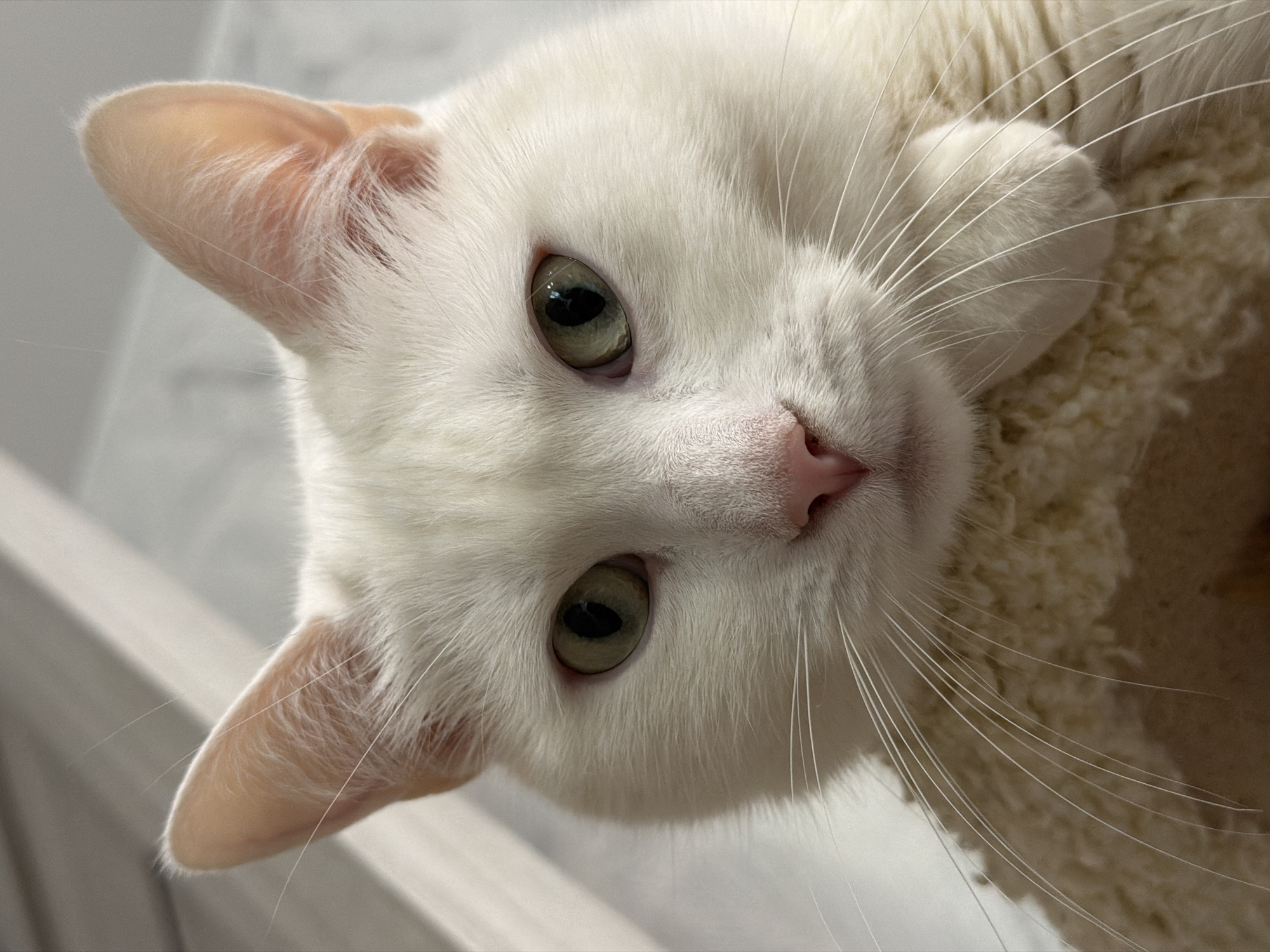 A close-up, slightly angled, eye-level shot of a white cat. The cat has green eyes and a pink nose. Long, white whiskers are prominent. The cat appears to be lying down on a beige, textured surface. Part of a white wall is visible in the background. No information suggests this image was taken in Tokkari, Russia.