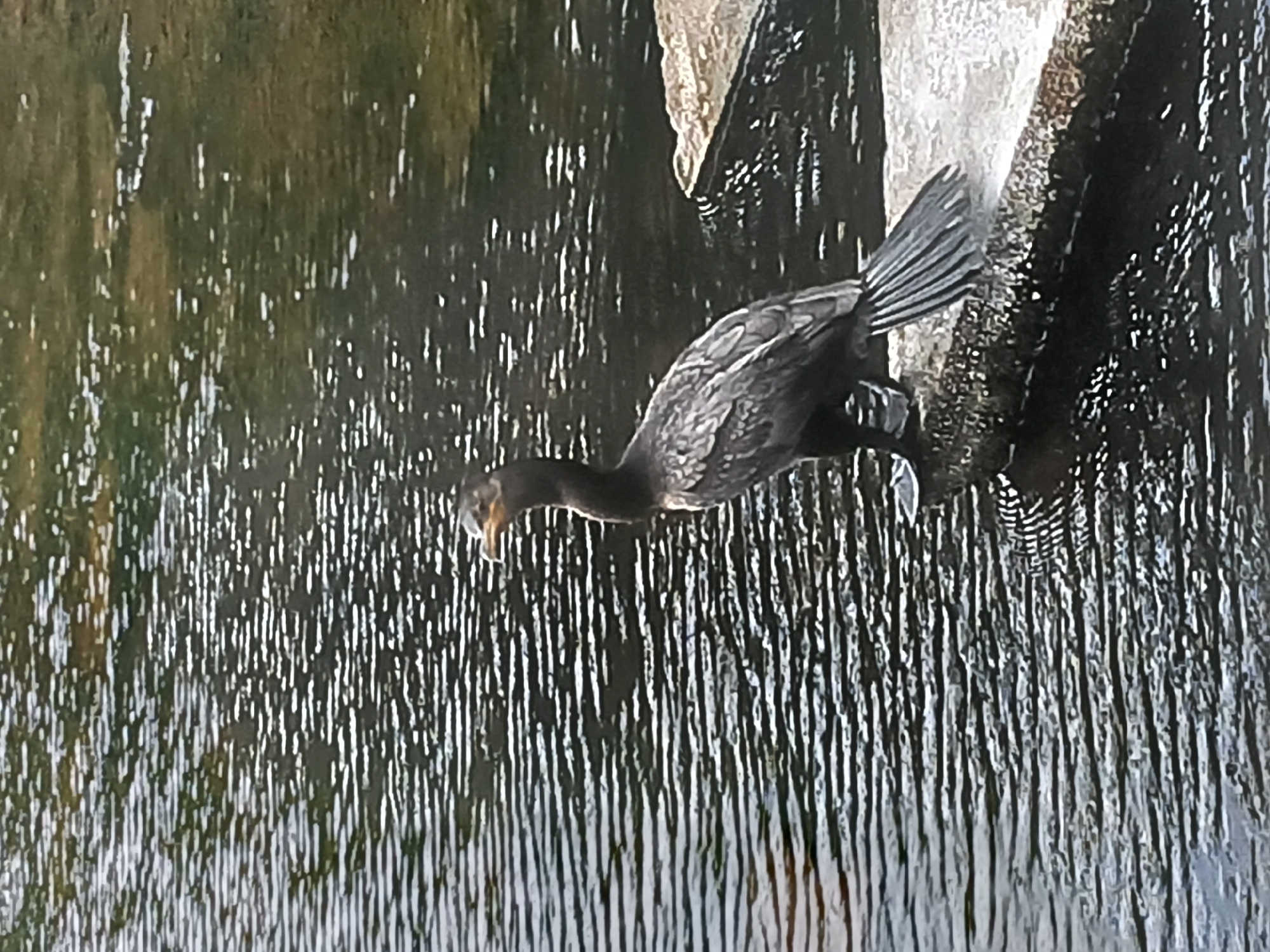 A dark-colored bird stands at the edge of a stone structure near a body of water. The water has a ripple pattern, with alternating light and dark streaks. The bird appears to be peering into the water, its beak open. It is in an outdoor setting, although the specific location and city are unknown.