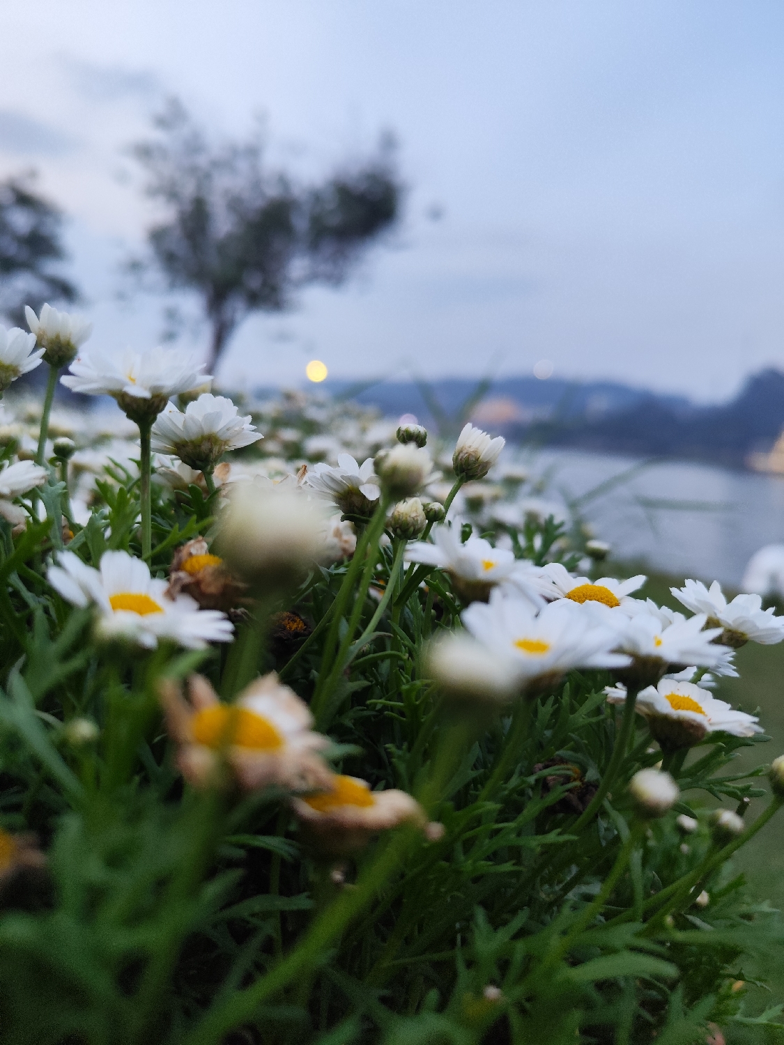 The image presents a serene, low-angle view of a field of daisies at dusk. In the immediate foreground, a dense cluster of white daisies with bright yellow centers dominates the frame, with several blossoms in sharp focus, showcasing their delicate petals and green foliage. Some of the foreground flowers appear slightly out of focus or have brown, withered petals, suggesting natural decay.
Beyond the flower bed, the midground is softly blurred, revealing a dark, silhouetted tree against the diffused light of the sky. To the right, a calm body of water, possibly a lake or river, stretches into the distance. The background is characterized by a twilight sky, painted in soft gradients of light blue and grey, indicating the transition from day to night. Distant lights, appearing as blurred golden and white glows, dot the horizon, suggesting the presence of a town or city, along with indistinct dark shapes that could be hills or mountains. One prominent, circular yellow light is visible in the mid-distance.
The shallow depth of field draws attention to the flowers, creating a sense of intimacy and tranquility. There are no people visible, nor any discernable activities taking place beyond the static beauty of nature. The scene evokes a peaceful and contemplative mood. No visible text is present in the image. Given the context, the location is Da Lat, Vietnam.