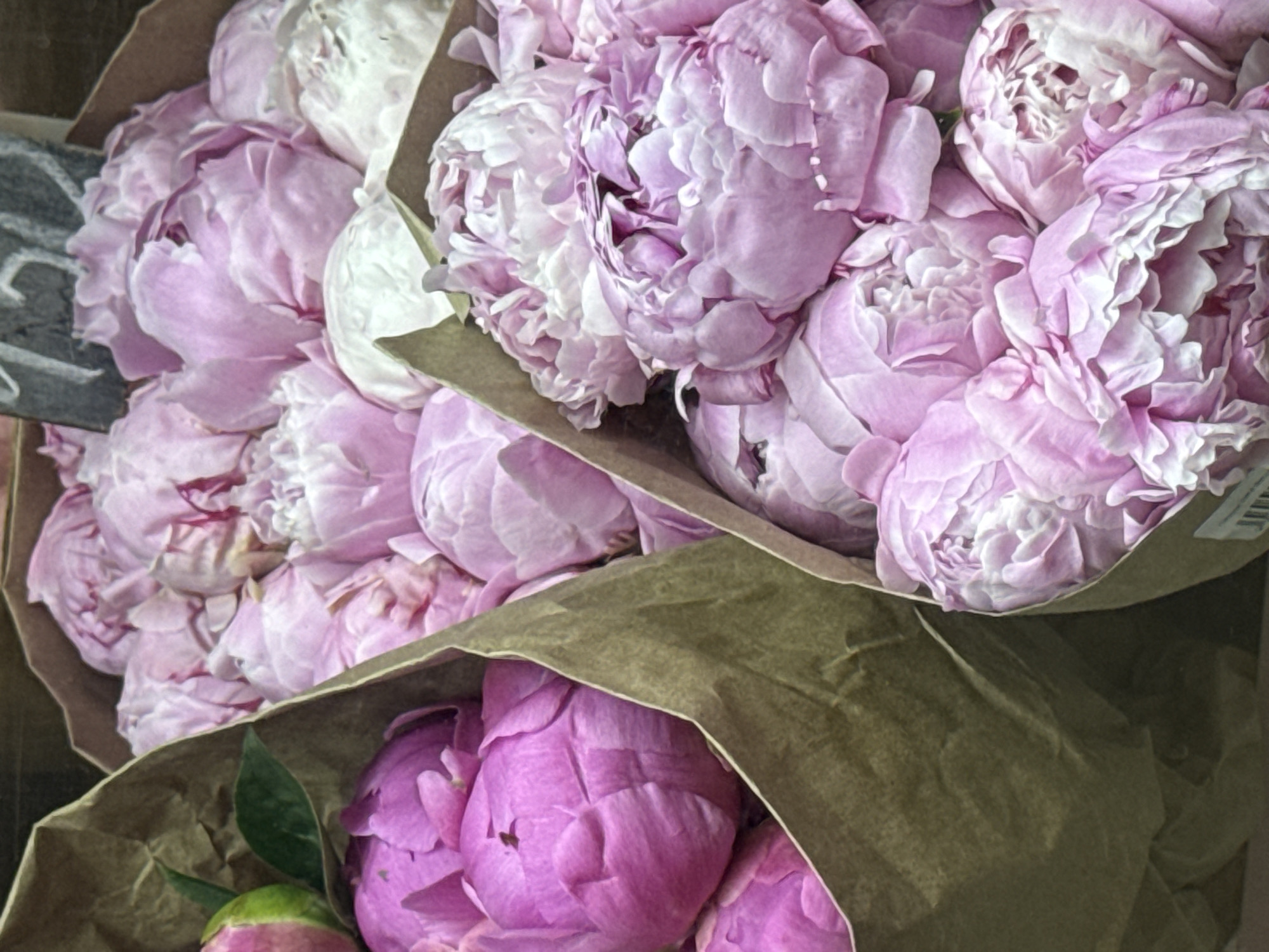 Two paper bags filled with pink peonies are displayed. One bag is on the left and partially filled with peonies, with a few green leaves and a pink bud visible. The other bag is on the right and is overflowing with pink and white peonies. The background is out of focus but appears to be a surface such as a table or shelf. A blackboard with some writing is partially visible in the upper right corner. The image is a close-up shot, suggesting it was taken in a flower shop or market. There is no indication of the city of Sunzha, Russia, or any specific details about people or actions.