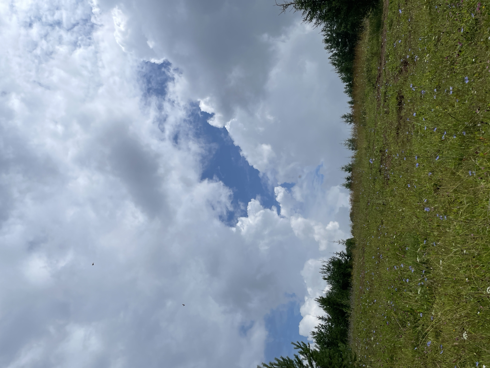 A view from a wildflower meadow overlooking a dense line of evergreen trees under a dramatic sky in Bereznik, Russia. The meadow is covered in a variety of green grasses and small blue and white wildflowers. The trees form a dark, textured horizon line. Above, a sky filled with large, puffy clouds, with patches of bright blue sky peeking through. Two small birds are visible in the sky.