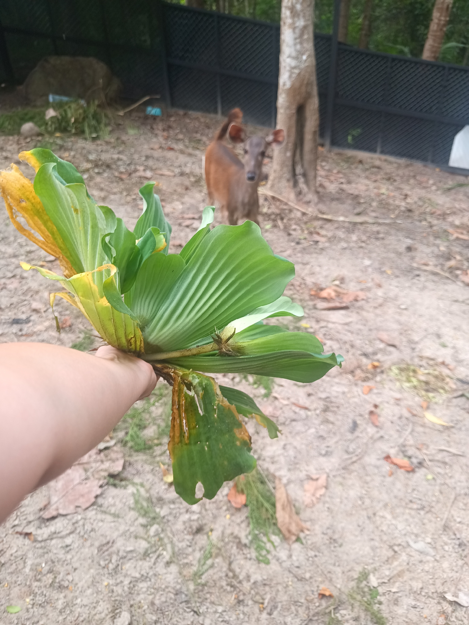 A close-up depicts a hand holding a cluster of green and yellow aquatic plants with ridged leaves, possibly water lettuce (Pistia stratiotes), outdoors in what appears to be a park or semi-natural area. In the background, out of focus, a brown deer stands on sandy ground near a tree and a dark gray fence. The location is Baan Thong Nang, Thailand. The ground is covered in sparse vegetation and leaf litter. The person is holding the plant towards the camera. There are no visible interactions between the deer and the person holding the plant.
