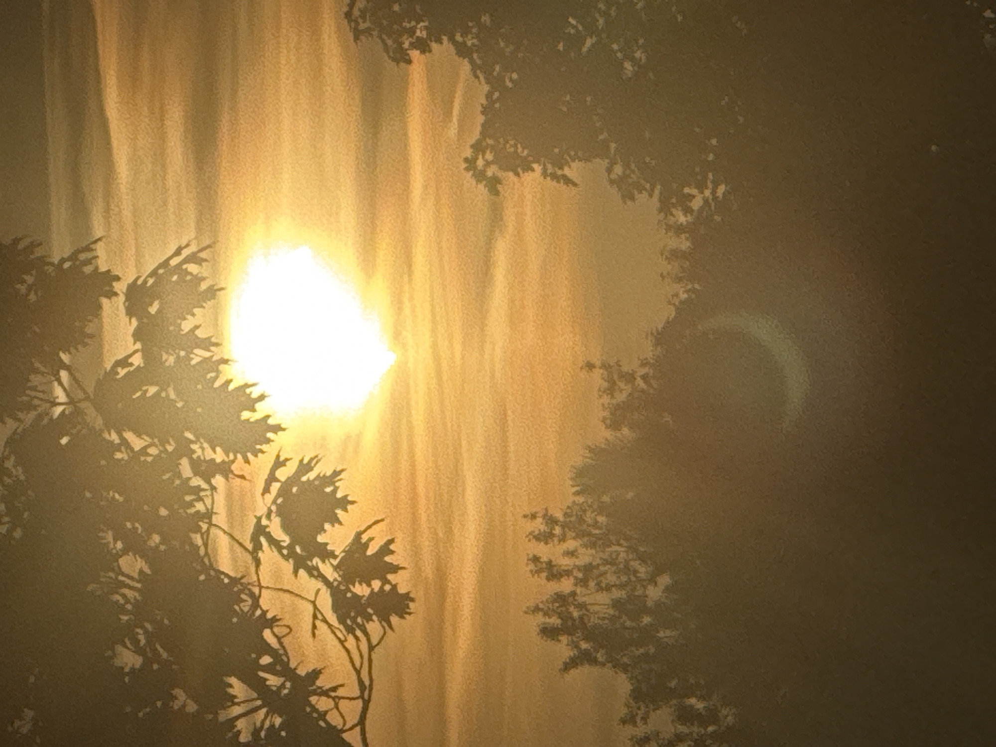 The image depicts a hazy sunrise over a silhouette of trees. The sun is a bright, washed-out orb in the upper center of the frame, with rays of light filtering through the clouds, creating a warm, golden glow. Dark silhouettes of tree branches and leaves are visible in the foreground, with their shapes softened by the atmospheric conditions. Below the sun, a band of lighter clouds stretches across the sky, contrasting with the darker tones of the trees. In the distance, the tops of more trees are silhouetted against the bright sky. A faint, crescent-shaped lens flare is visible in the lower portion of the image, adding a touch of surrealism to the scene. The overall impression is one of a tranquil, atmospheric morning. The provided image does not contain any information that would allow for the identification of a specific location in Berlin, Germany.