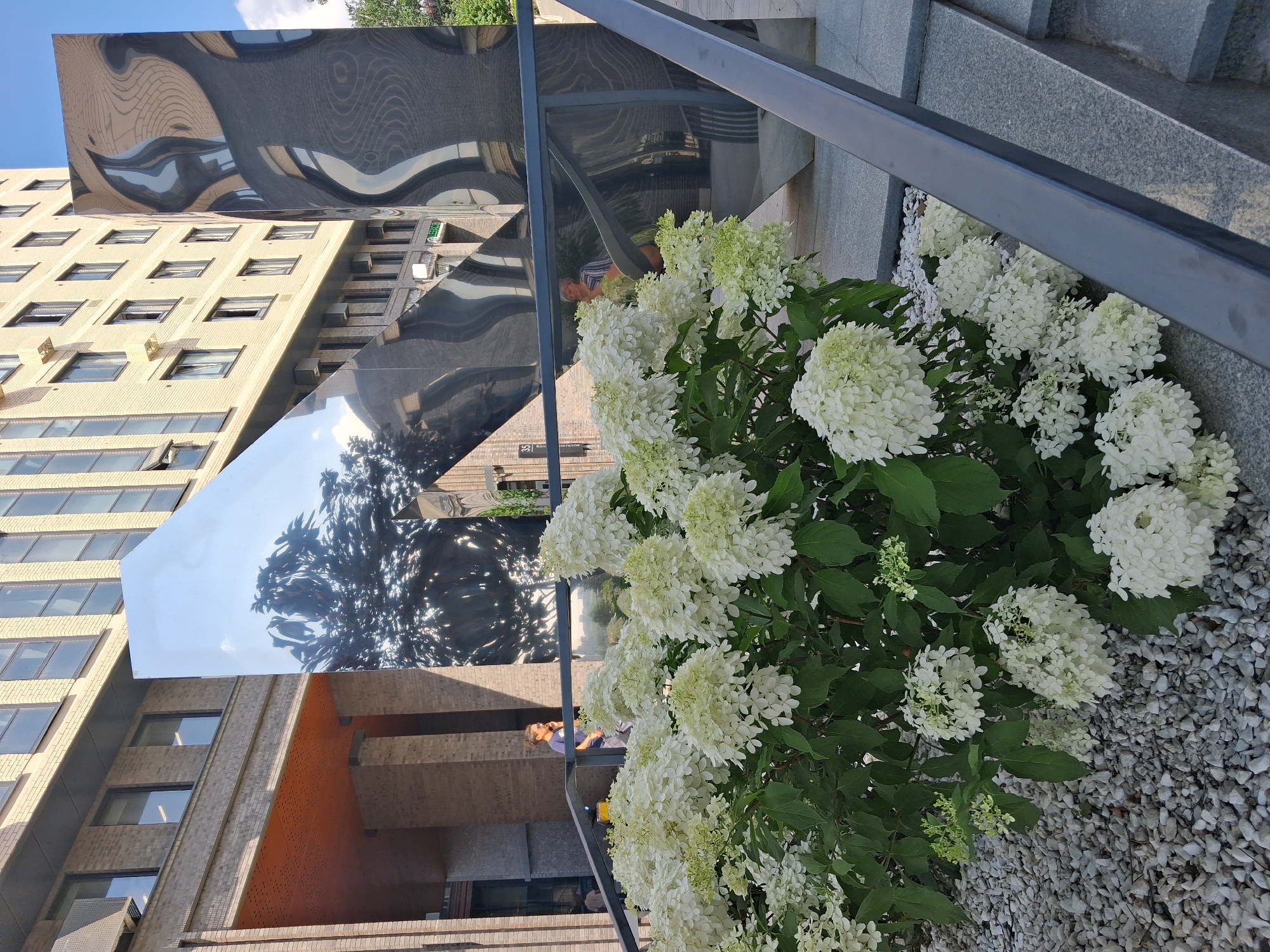 This image, taken in Novosibirsk, Russia, depicts an outdoor scene with a prominent modern art installation. The installation consists of large, angled, mirrored surfaces that reflect the surrounding environment, including a multi-story brick building with numerous windows and air conditioning units, as well as trees and the sky. In the foreground, a lush bush with abundant white flowers, likely hydrangeas, is in bloom. The flowers are densely packed and form large, conical clusters. The bush is planted in an area covered with small, light-colored gravel. A dark metal railing runs diagonally across the frame, in front of the mirrored sculptures and the flowers, suggesting a walkway or viewing area. Two individuals are partially visible: one person, appearing to be a man wearing a dark t-shirt and shorts, is standing on a set of stairs to the left, looking at his phone. Another person, possibly a woman in a striped shirt, is reflected in one of the mirrored panels on the right. The overall impression is one of contemporary urban design blending natural elements with abstract art.