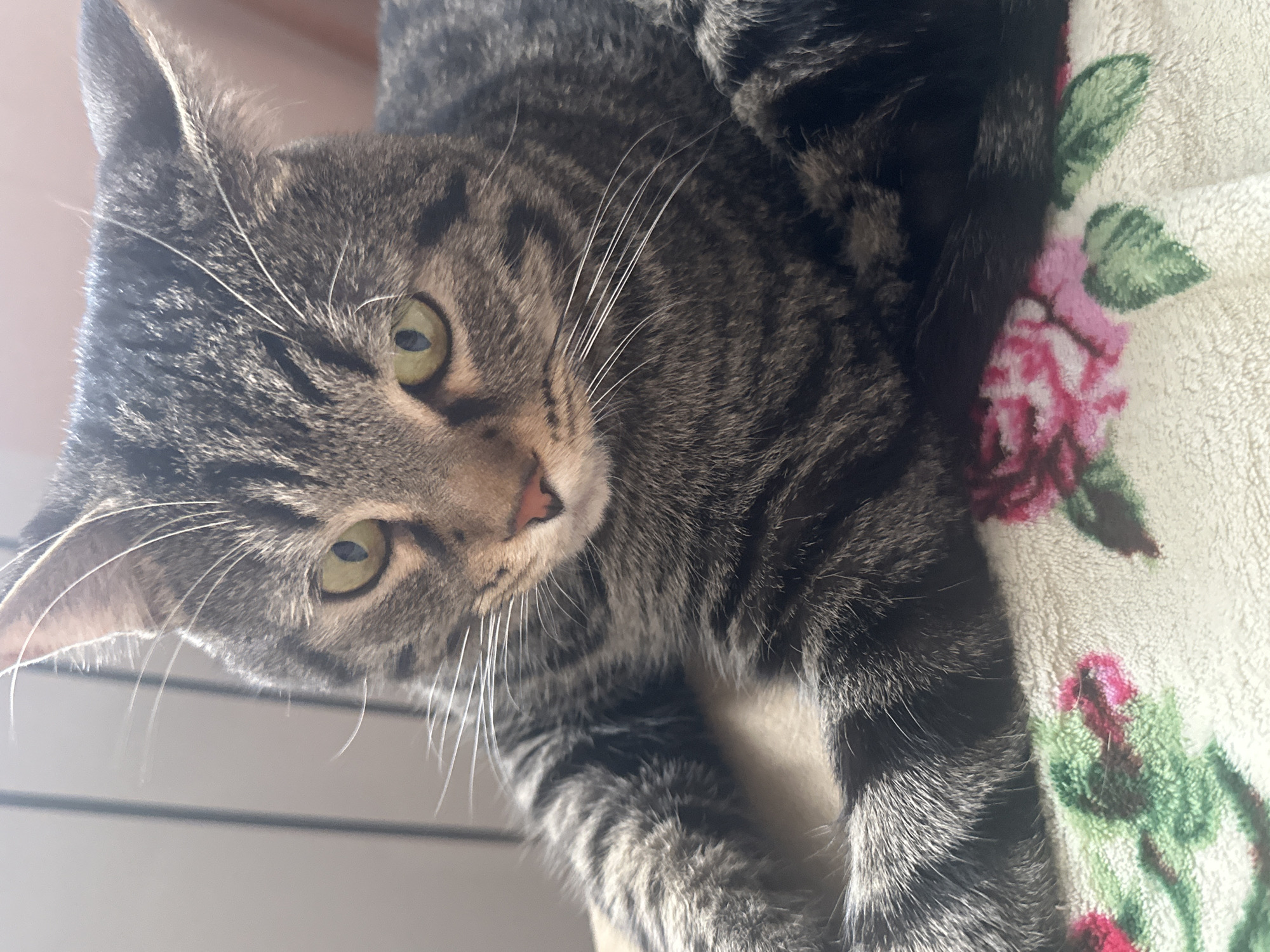 A close-up, canted shot shows a tabby cat lying on a floral-patterned blanket. The cat is primarily gray and black with green eyes. It is lying on its side, with its head oriented to the left and down in the frame. Its whiskers are visible. The blanket has a white or cream background with pink and green floral patterns. A window is visible in the background. The location is not discernible from the image. No specific city, including Stavropol, Russia, can be determined.